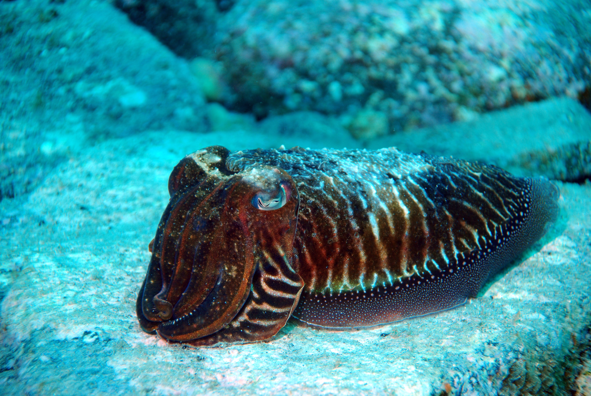 À la découverte de la faune marine de l'Atlantique à Tenerife
