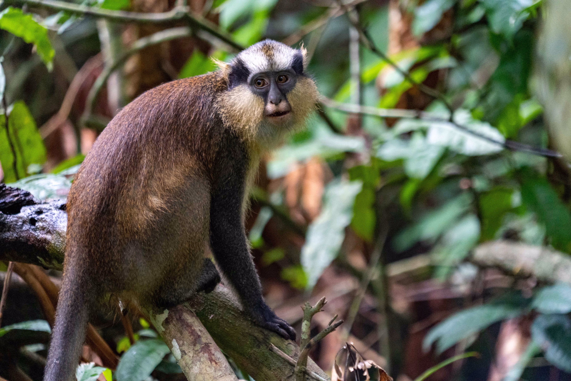 Expédition au coeur de la grande forêt du Congo