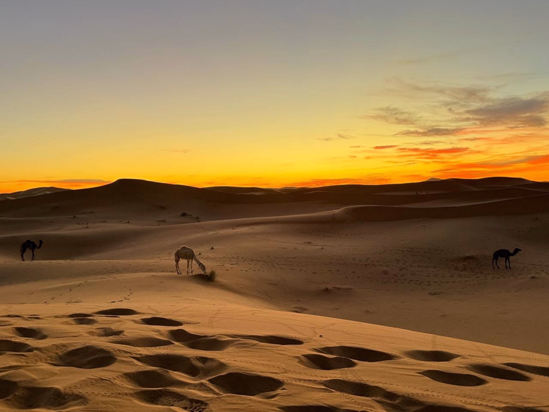 5 jours de trek dans le désert marocain