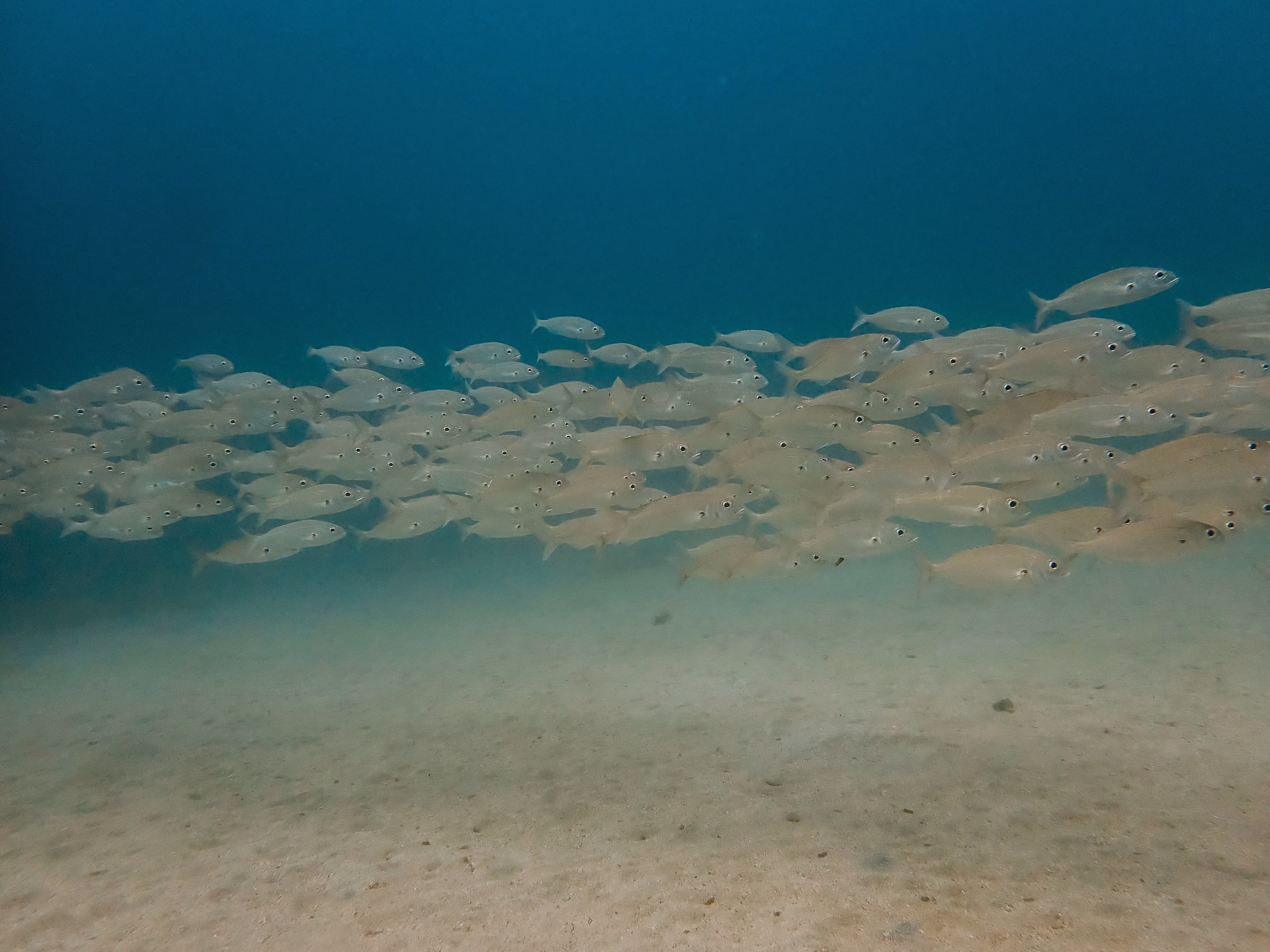 Les incontournables de Lanzarote : spécial plongeurs confirmés