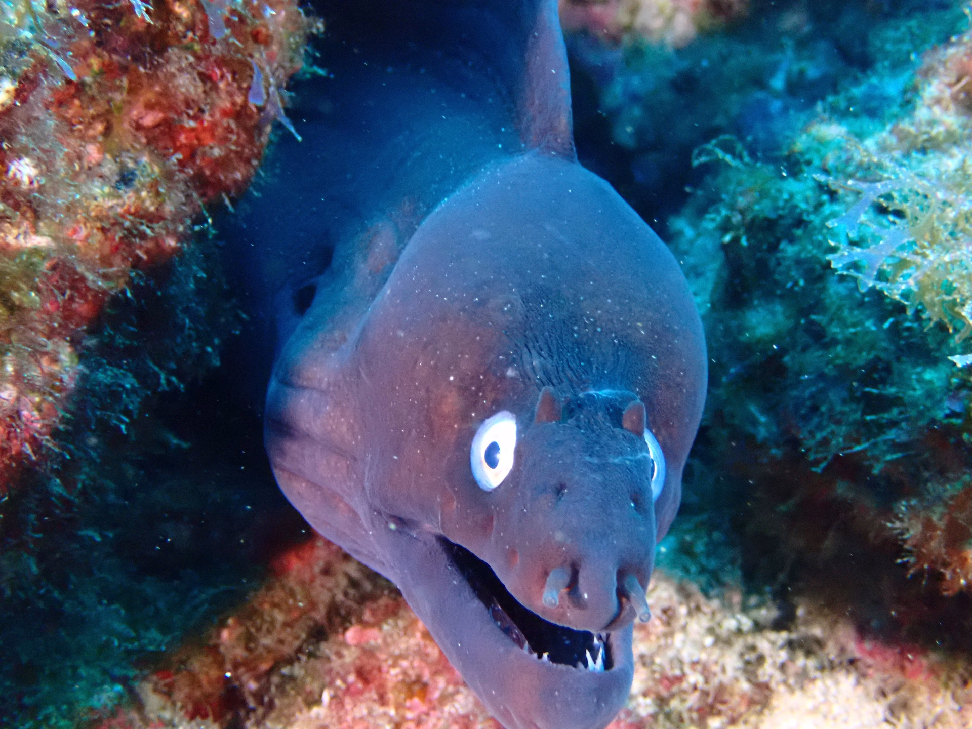 À la découverte de la faune marine de l'Atlantique à Tenerife