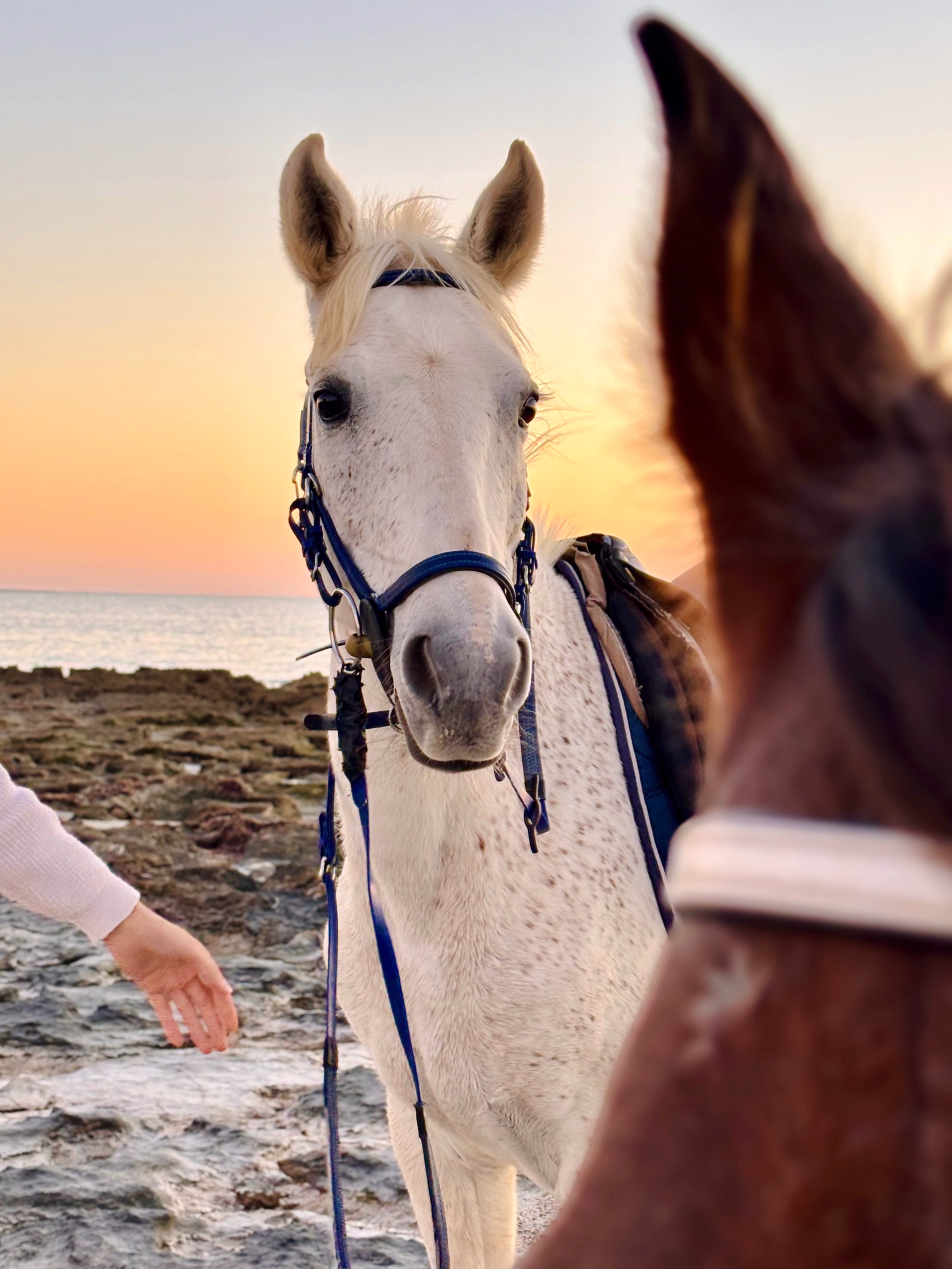 Évasion multi-activités et culturelle à l'île de Djerba