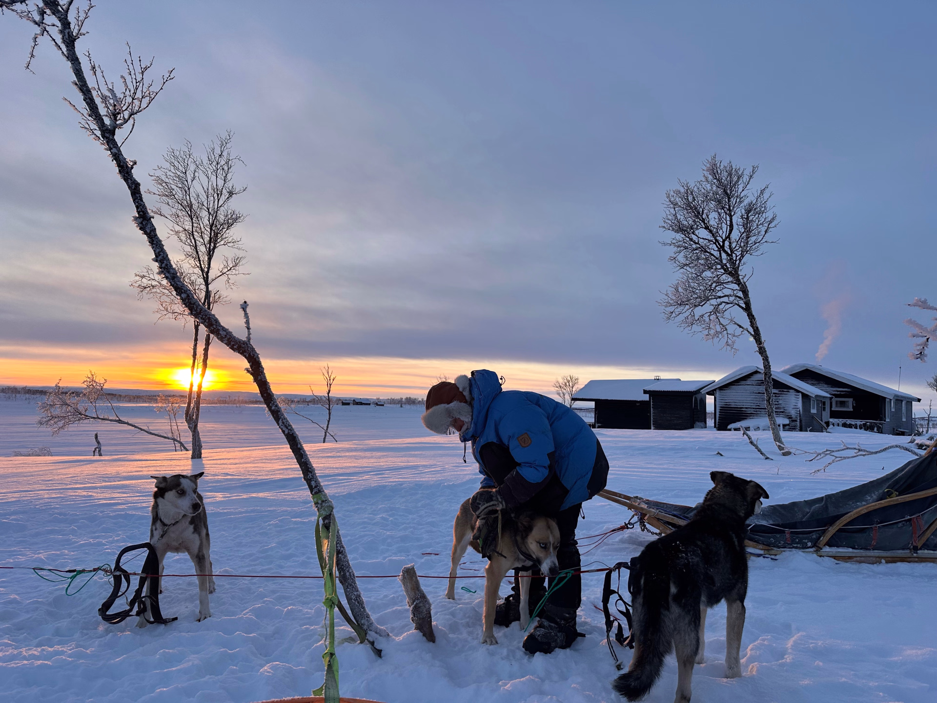 Expédition en terre arctique - chiens de traîneau et bivouac