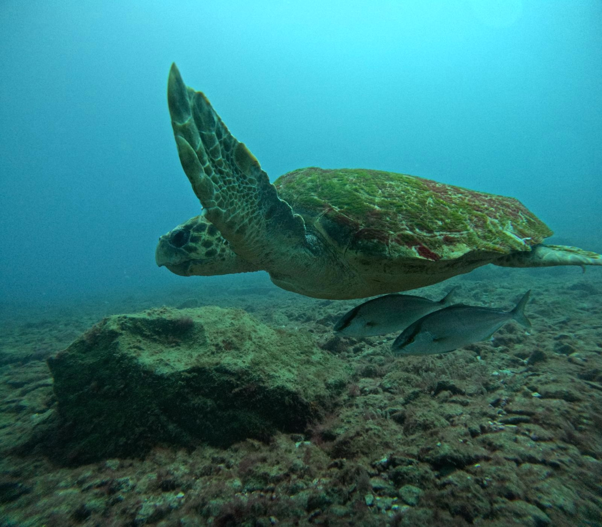 Une semaine d'exploration sous-marine à Tenerife