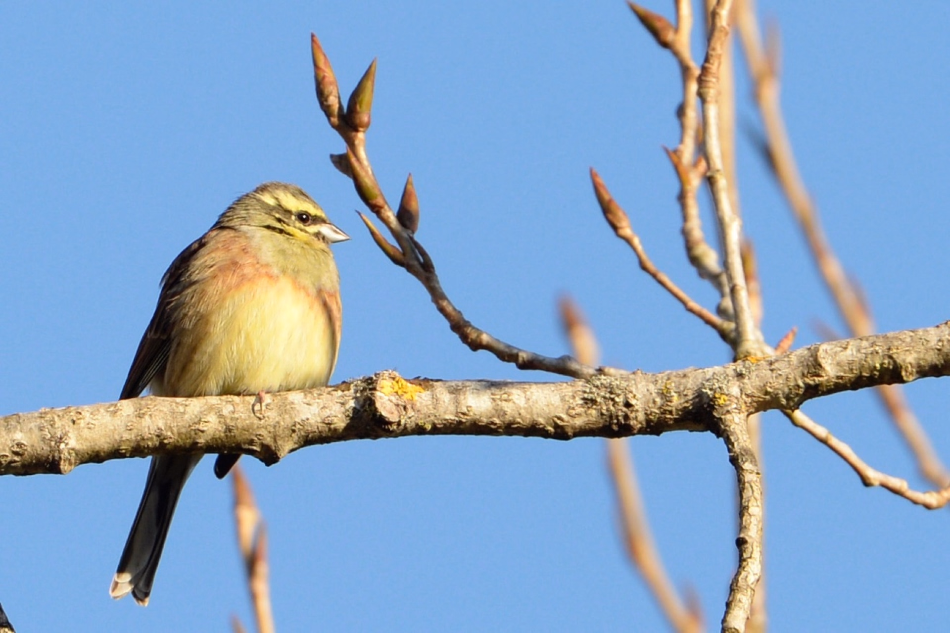 Reconnaitre les oiseaux du Périgord
