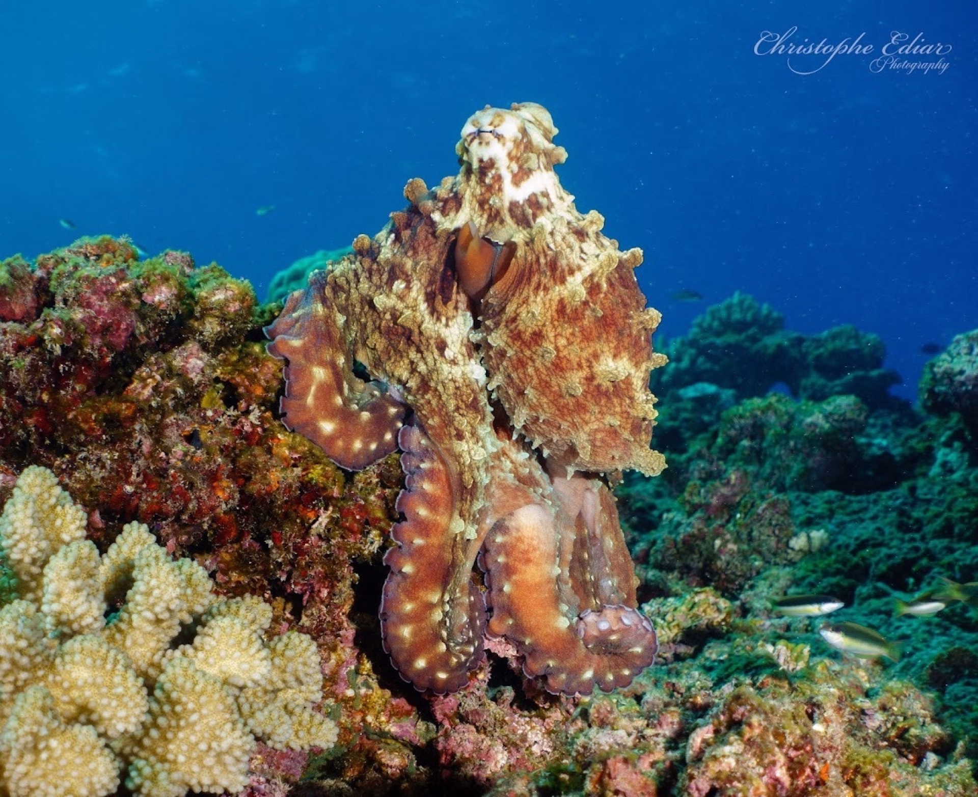 5 jours d'exploration sous-marine à la Réunion