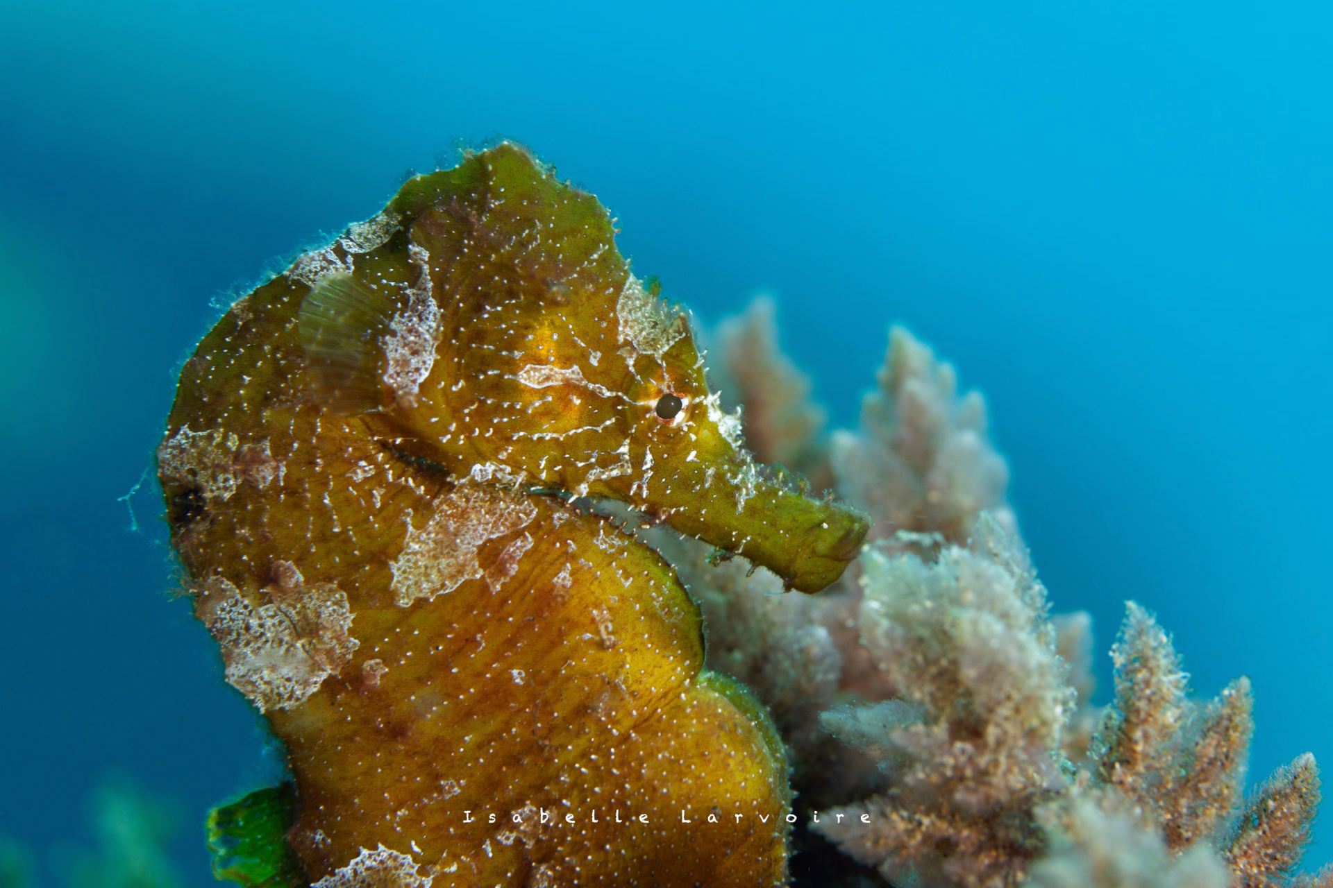 Plongeurs avancés, venez découvrir le Museo Submarino de Lanzarote