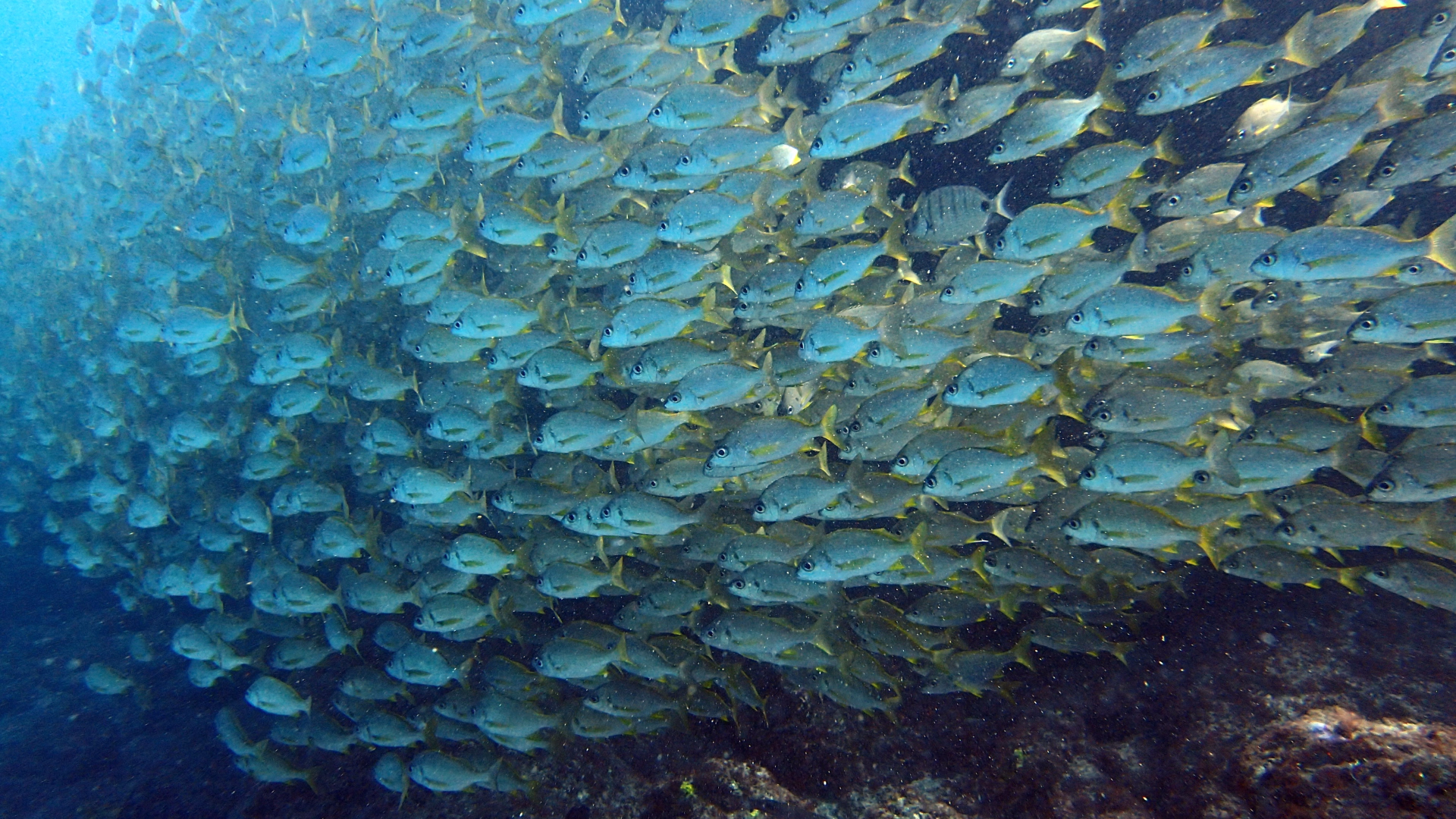 À la découverte de la faune marine de l'Atlantique à Tenerife