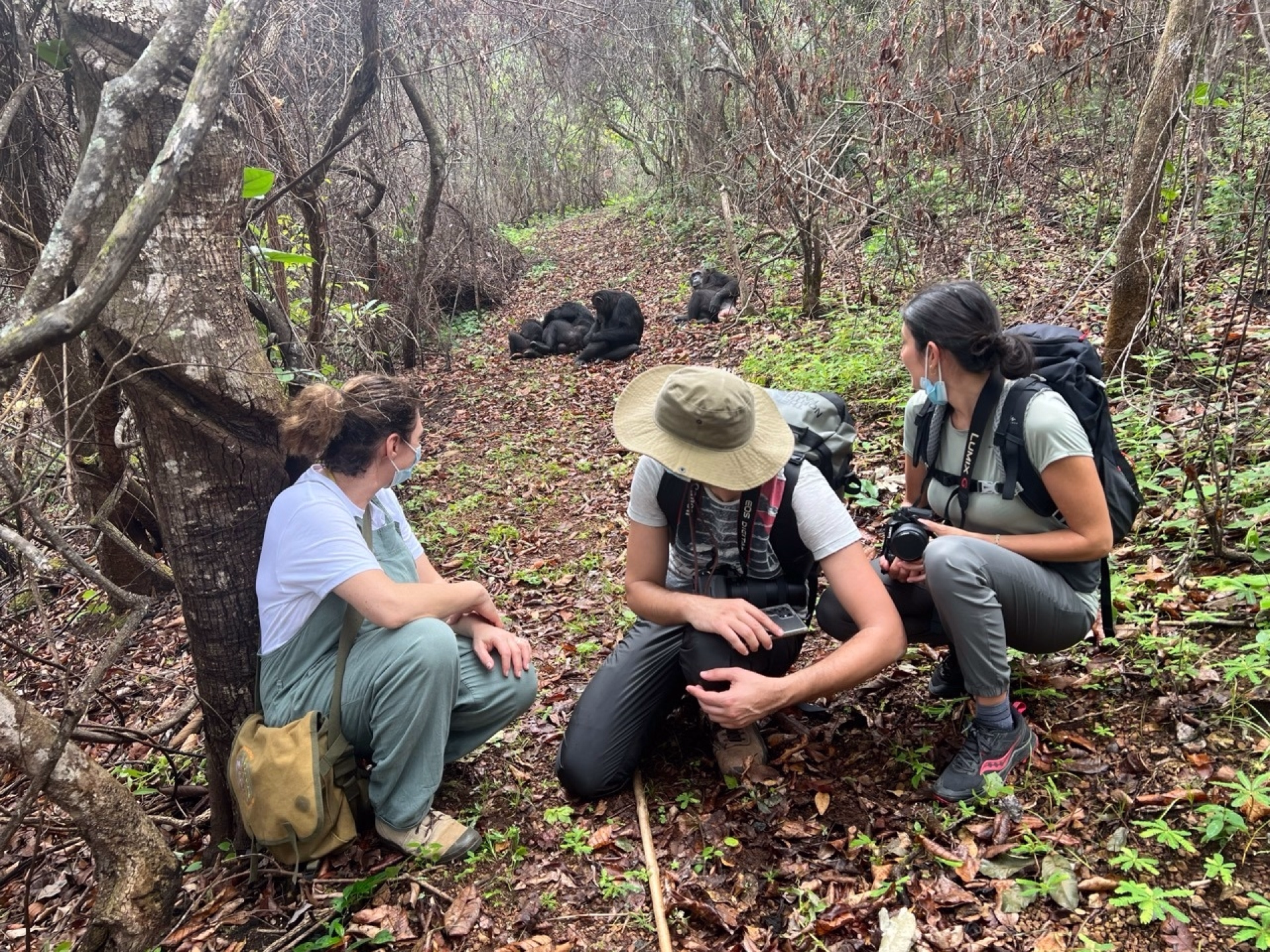 Rencontre avec les Chimpanzés et découverte du Lac Tanganyika