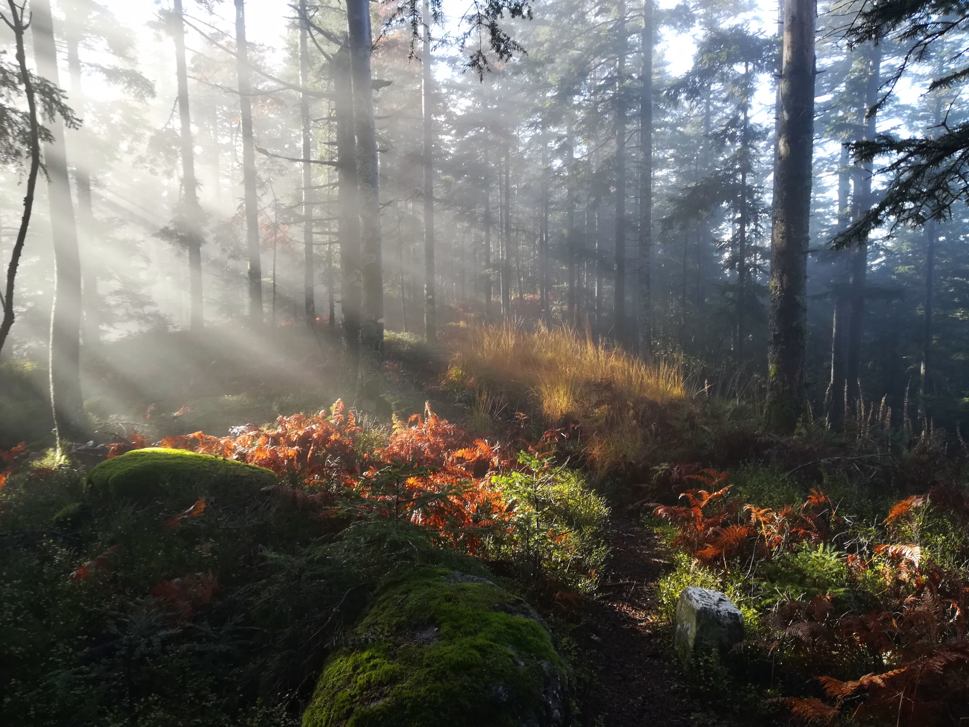 Randonnée et bien-être au féminin au cœur des Vosges