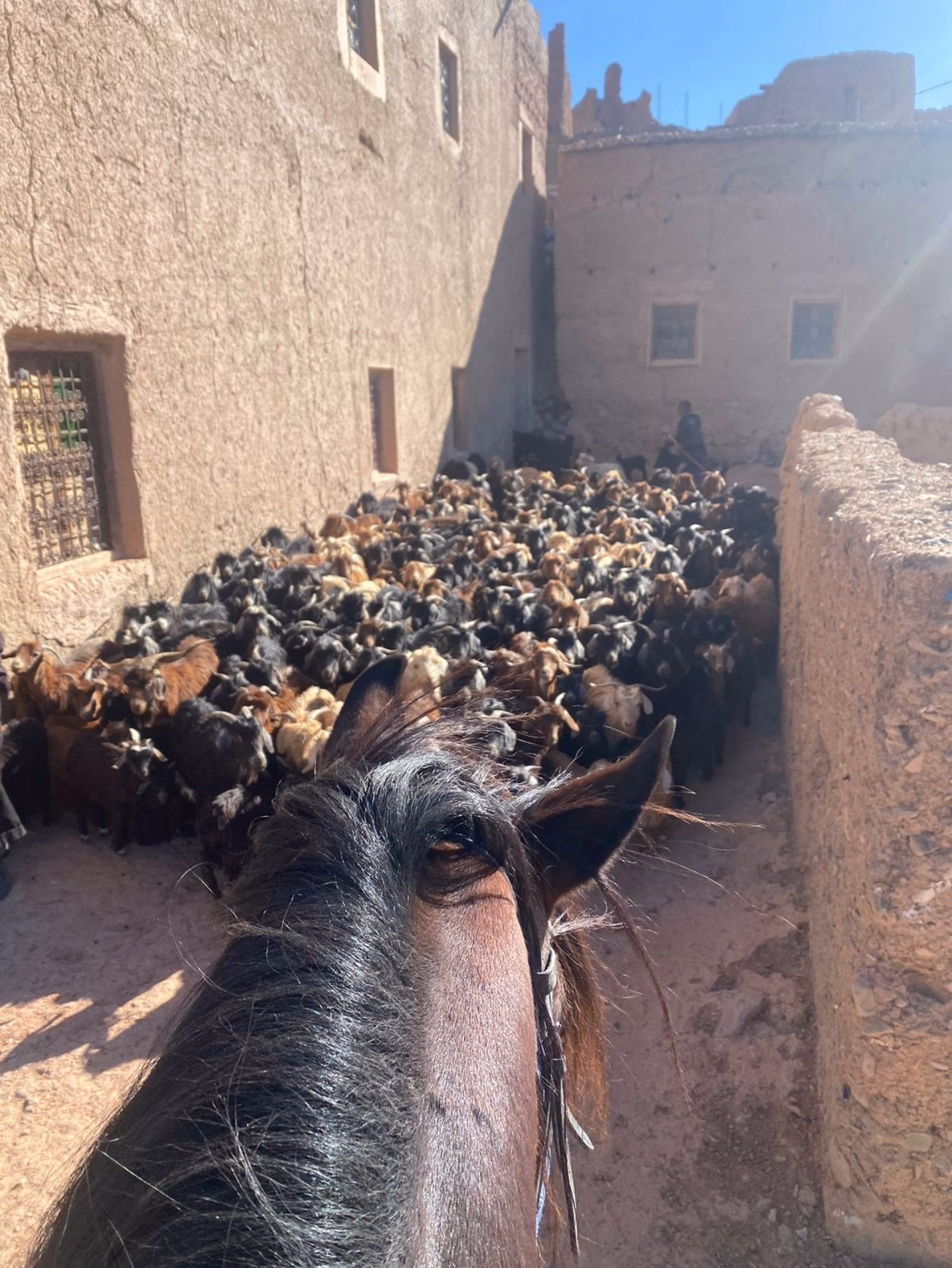 Le Sentier des 1000 Kasbahs : Découverte de la région de Ouarzazate