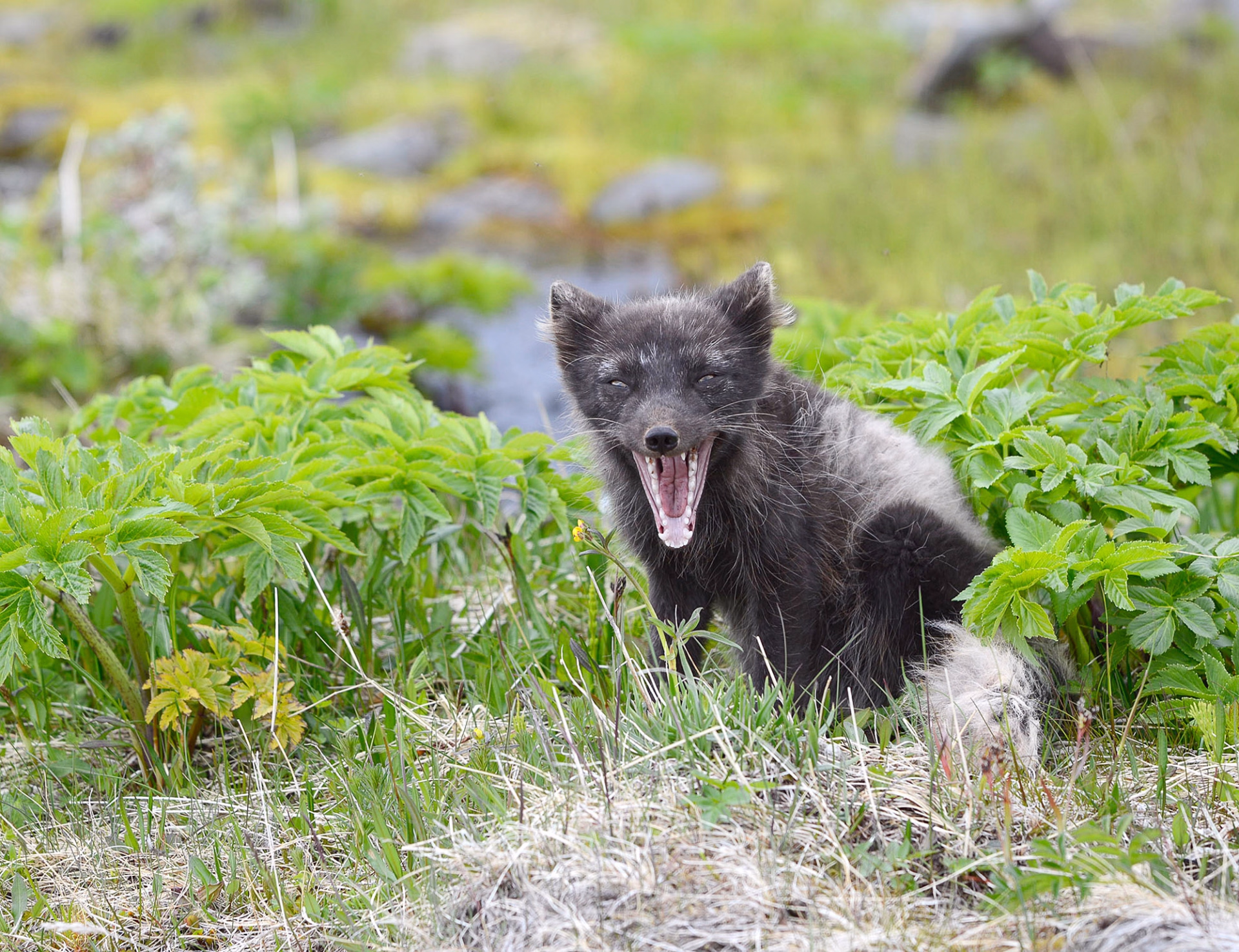 Excursions Kayak de mer dans les fjords glaciaires du Hornstrandir
