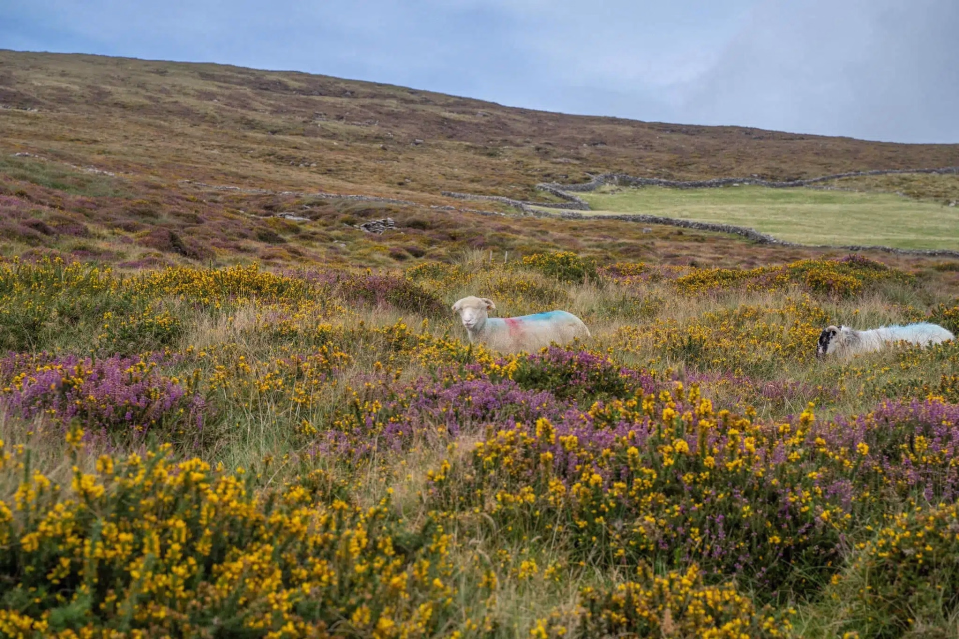 Randonnée en liberté de 5 jours sur le Kerry Way
