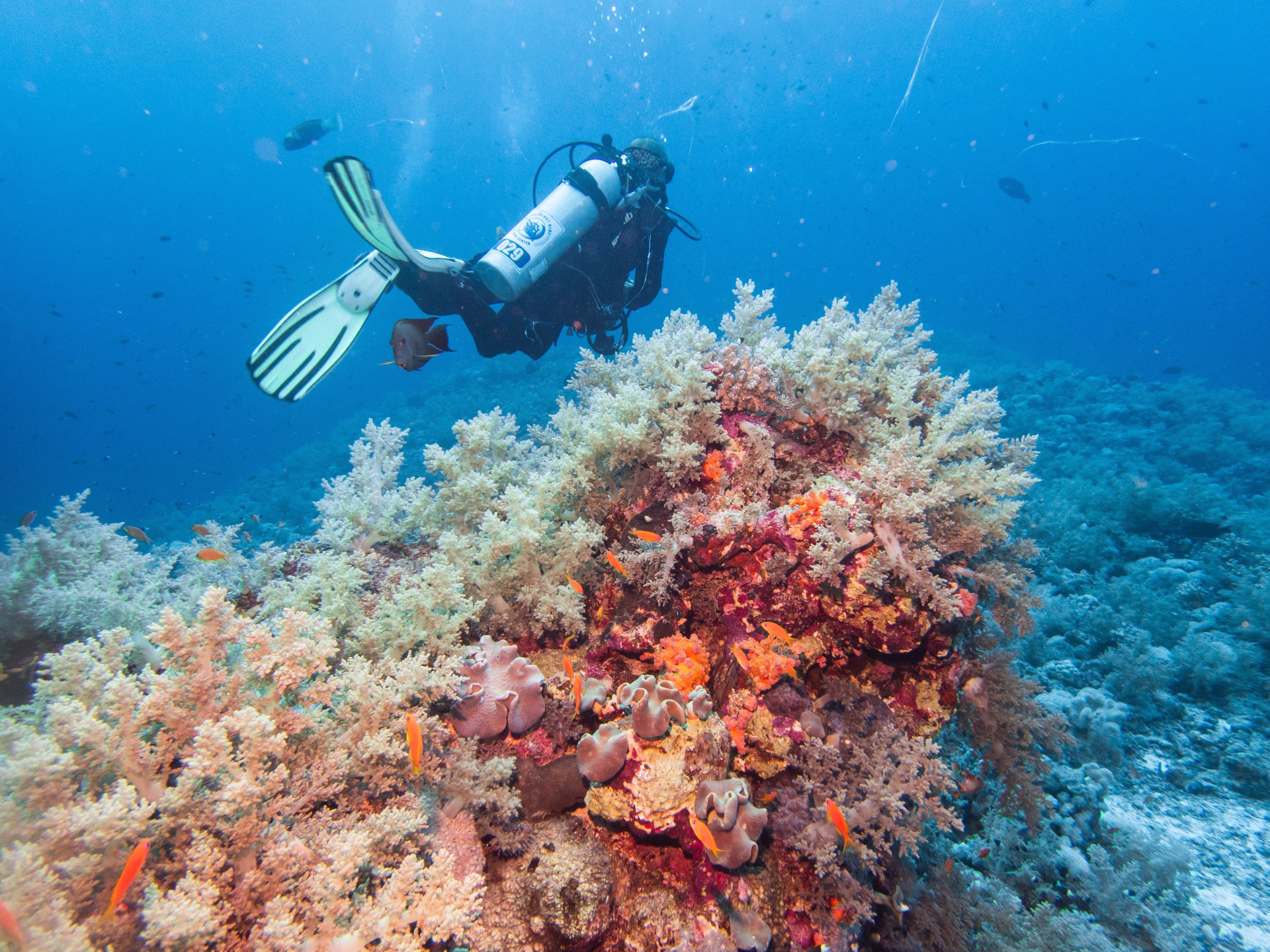 Deux semaines d'exploration de la mer Rouge