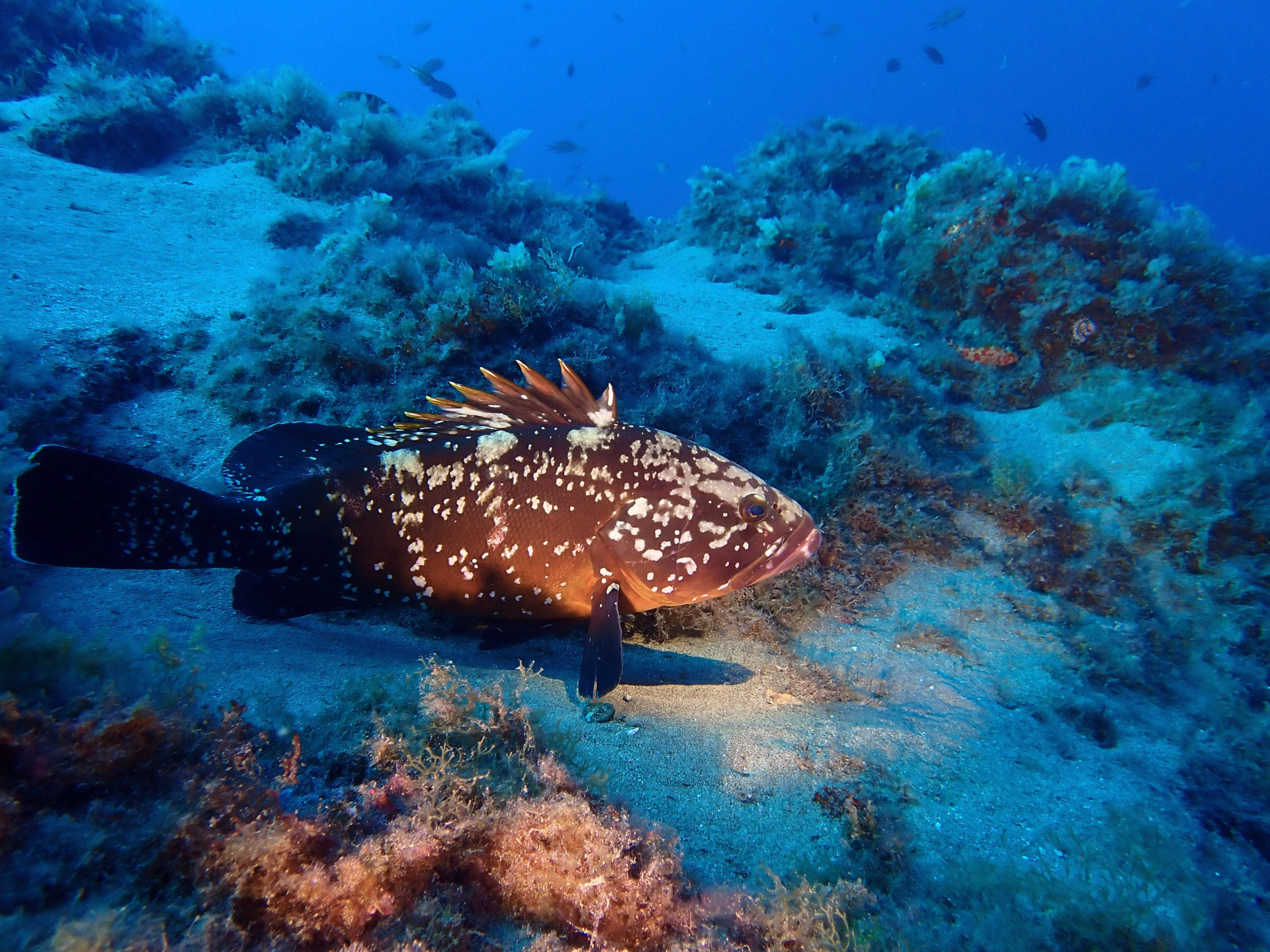 Les incontournables de Lanzarote : spécial plongeurs confirmés