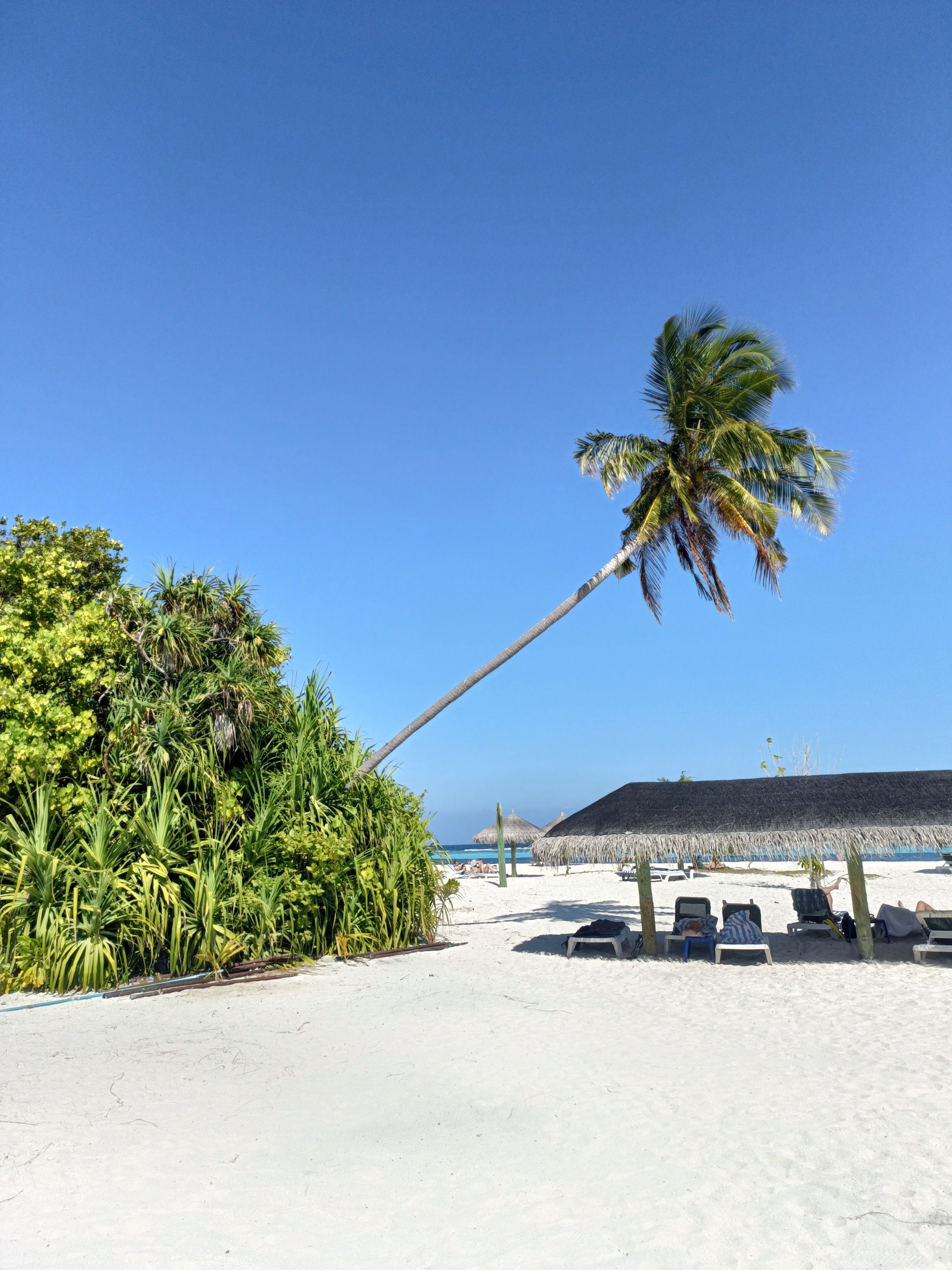 Semaine de plongée dans l'atoll d'Ari Sud sur une île locale aux Maldives