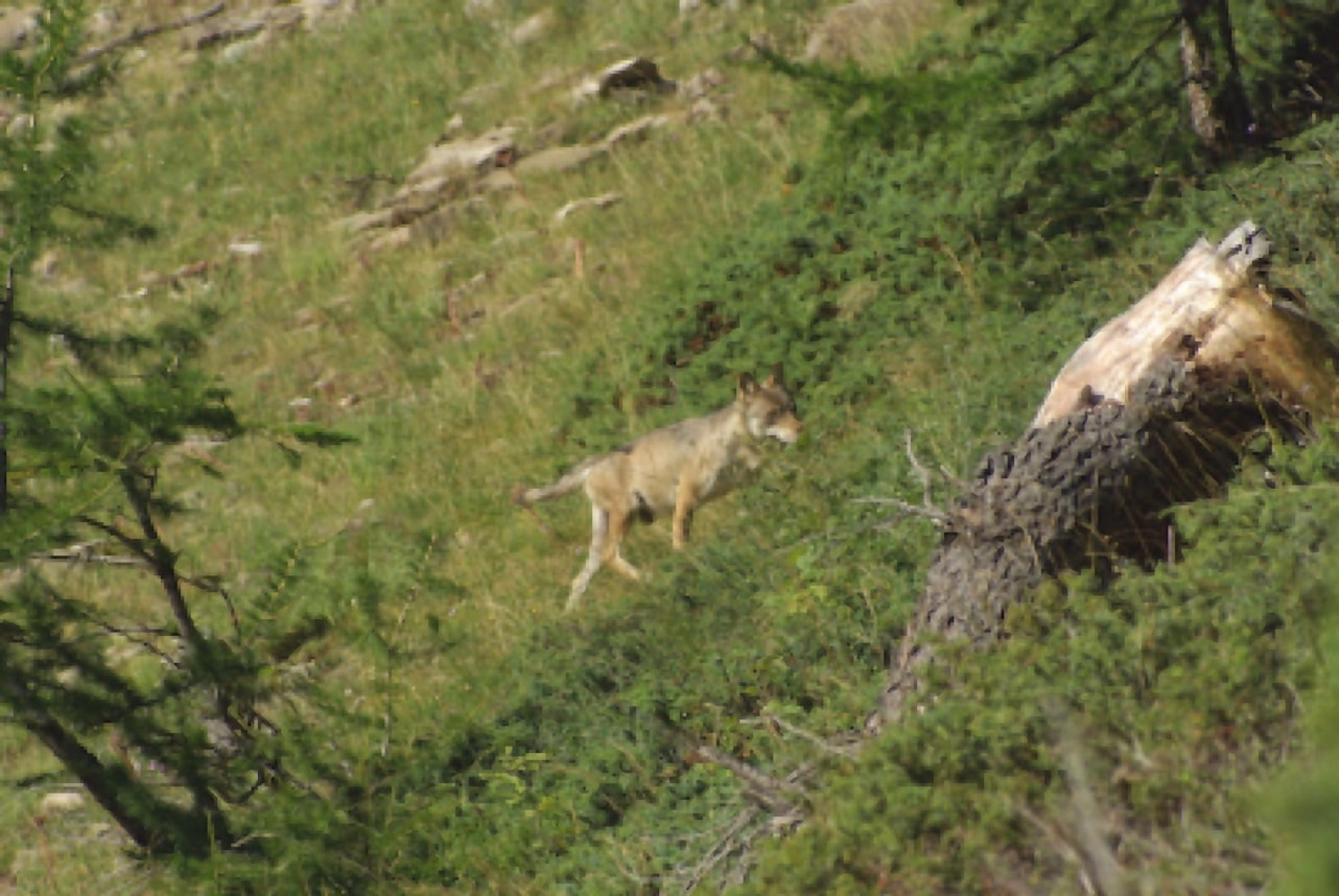 Une aventure sur les traces des loups dans les Alpes
