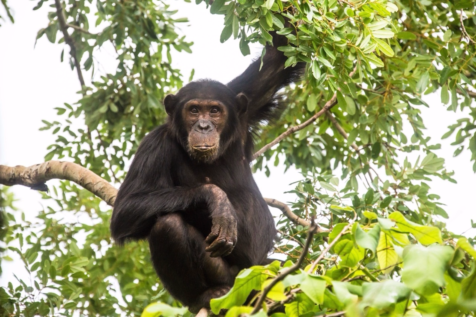Rencontre avec les Chimpanzés et découverte du Lac Tanganyika