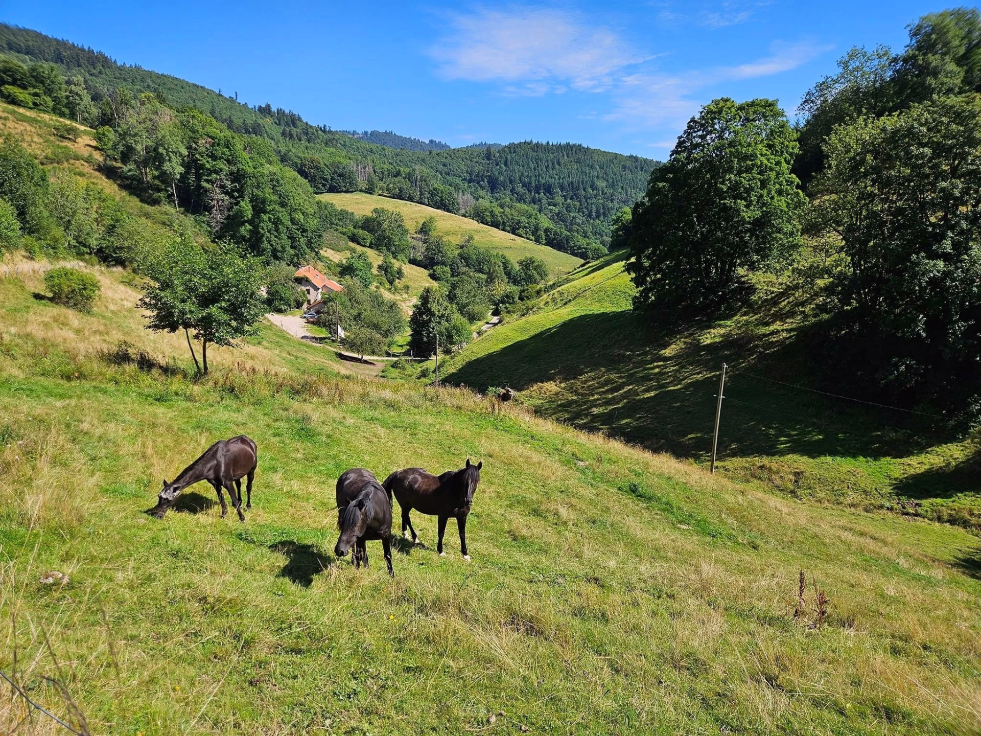 Stage équitation multi-activités au coeur des Vosges