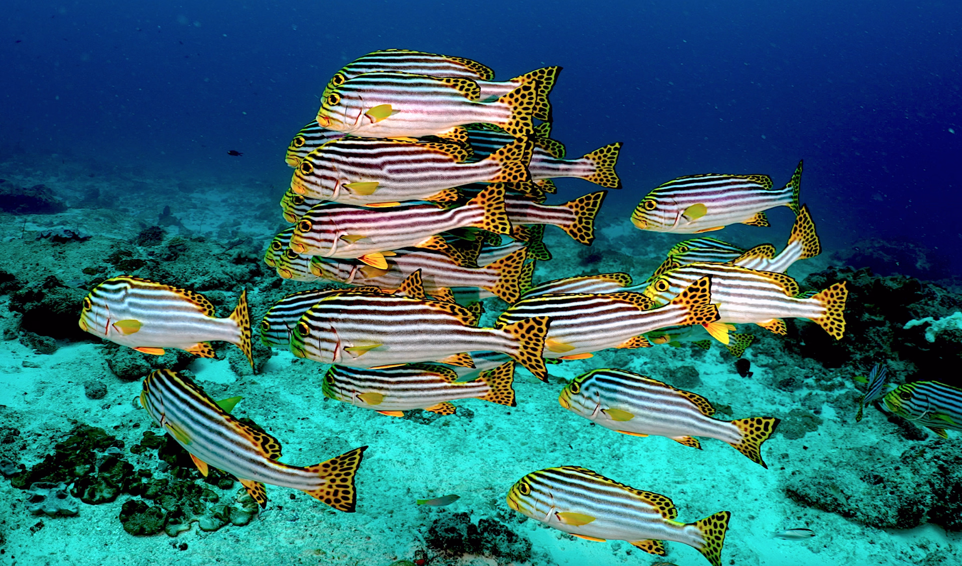 10 plongées aux Maldives sur l’île locale de Himmafushi