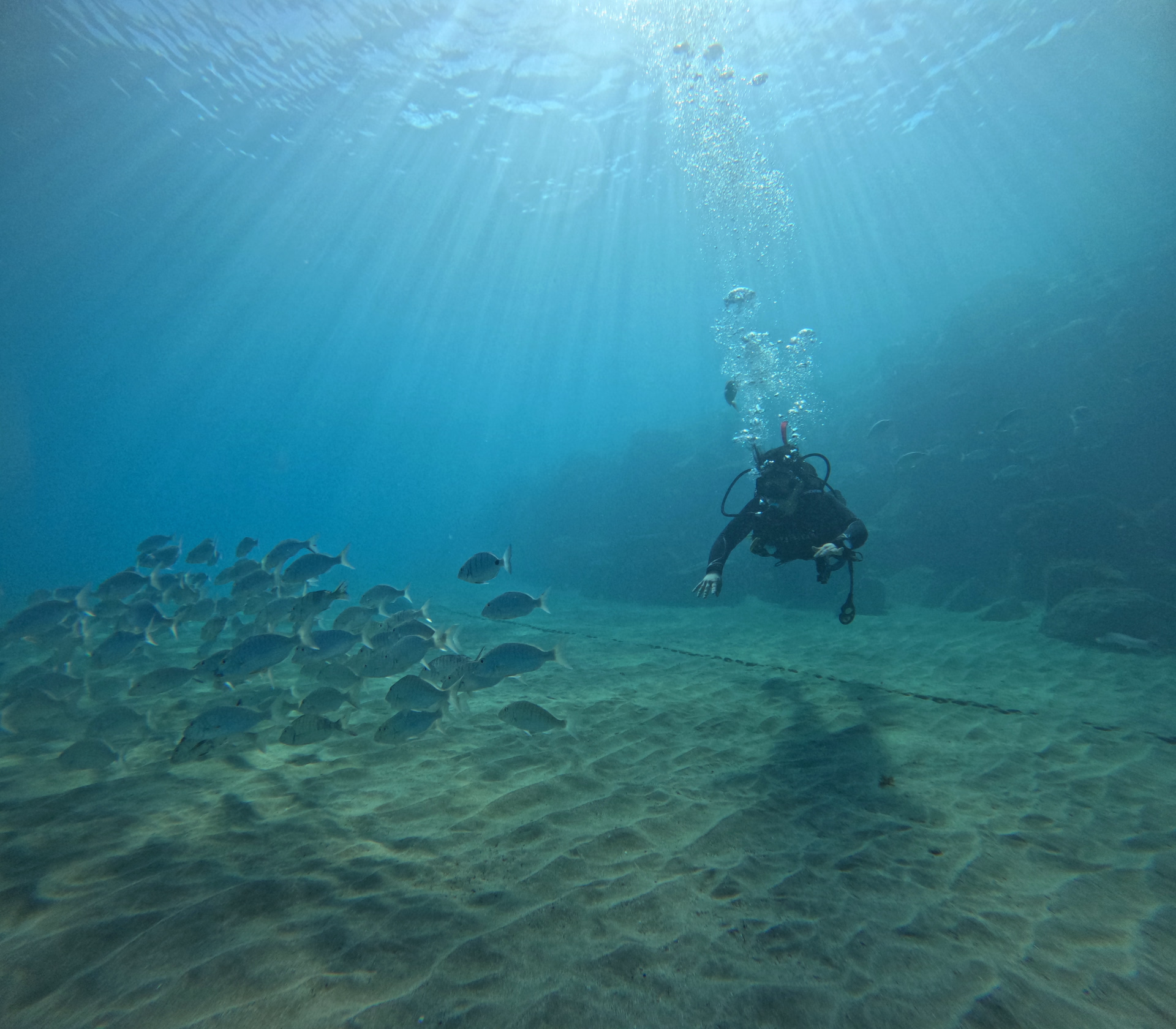 Formation courte PADI Open Water Diver à Tenerife