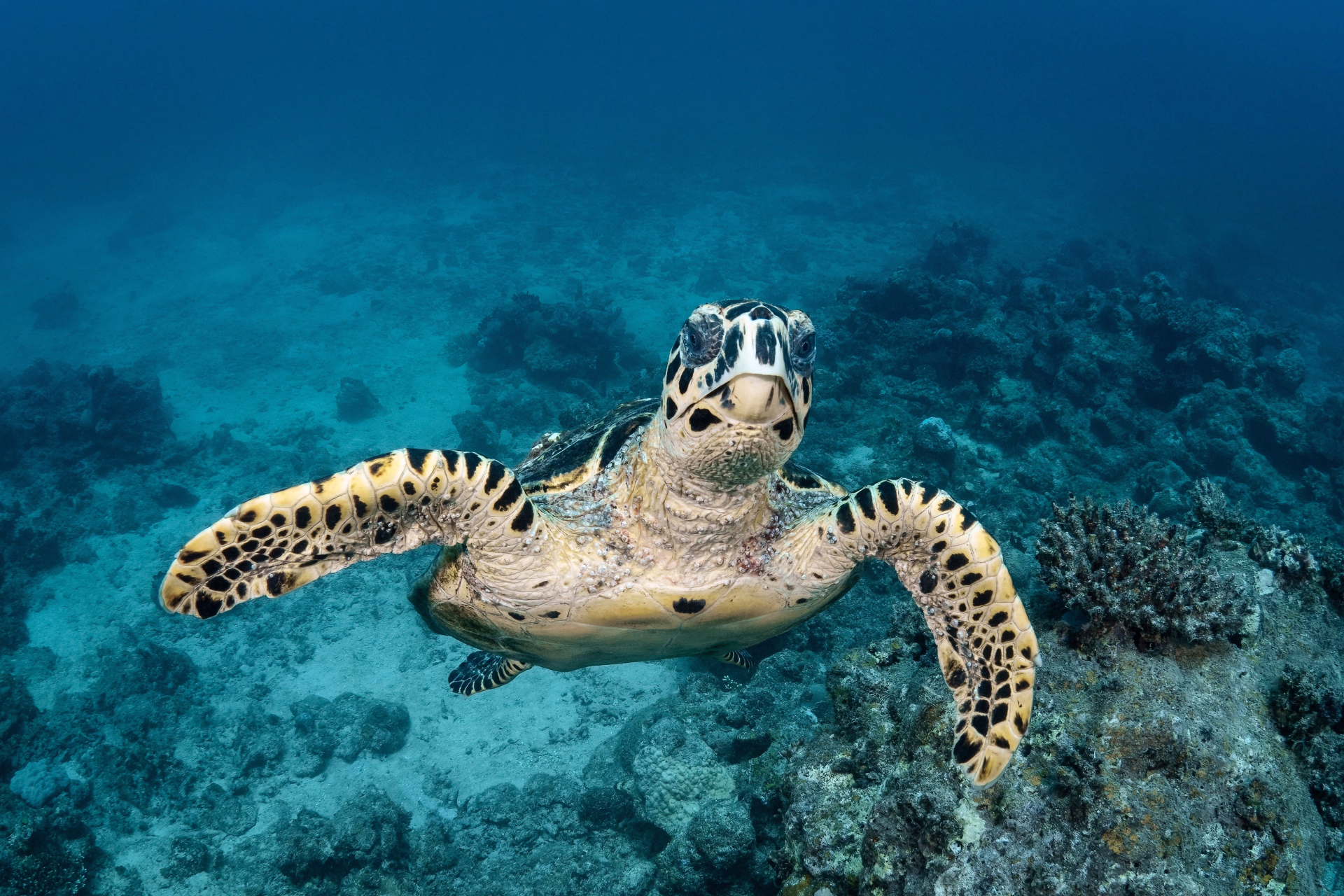 Mora Mora : plongée avec les géants de Nosy Be