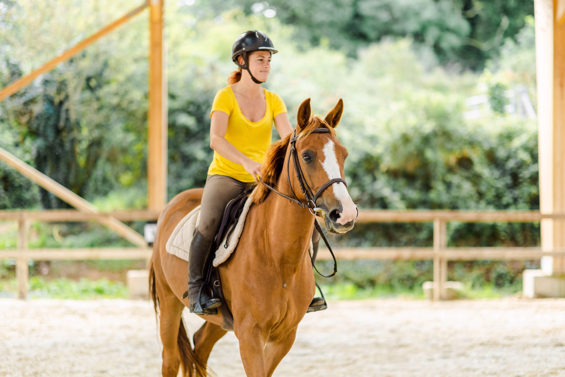 Stage d'équitation et travail à pied