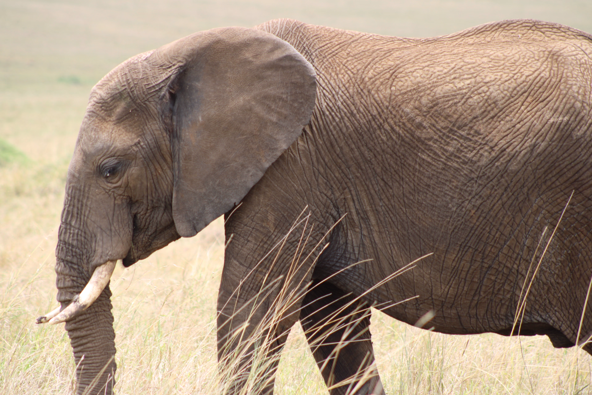 Le meilleur des trésors du Kenya en safaris