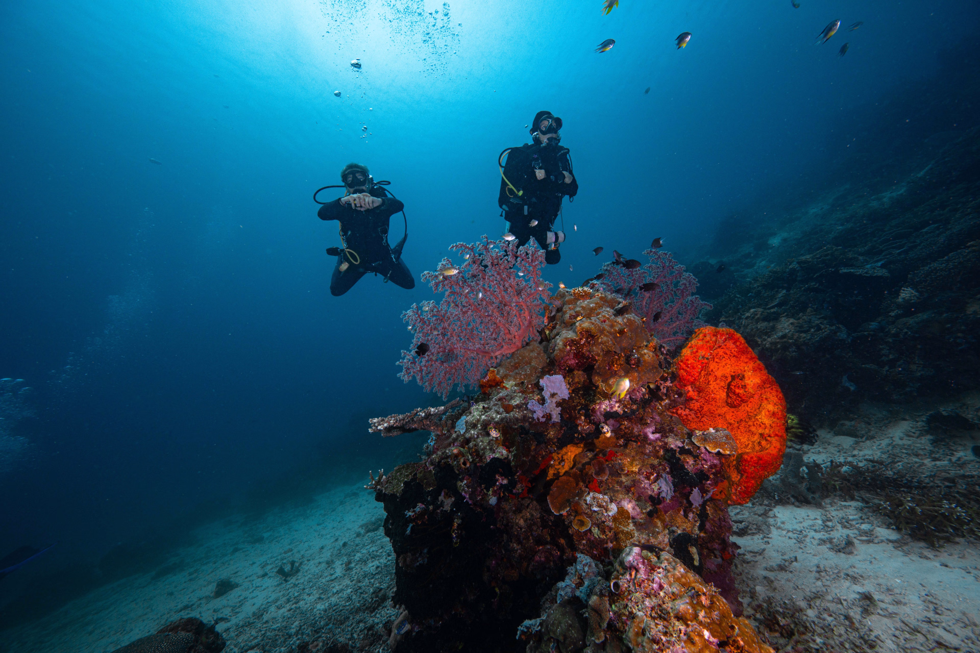 Croisière plongée à Komodo pour un séjour inoubliable