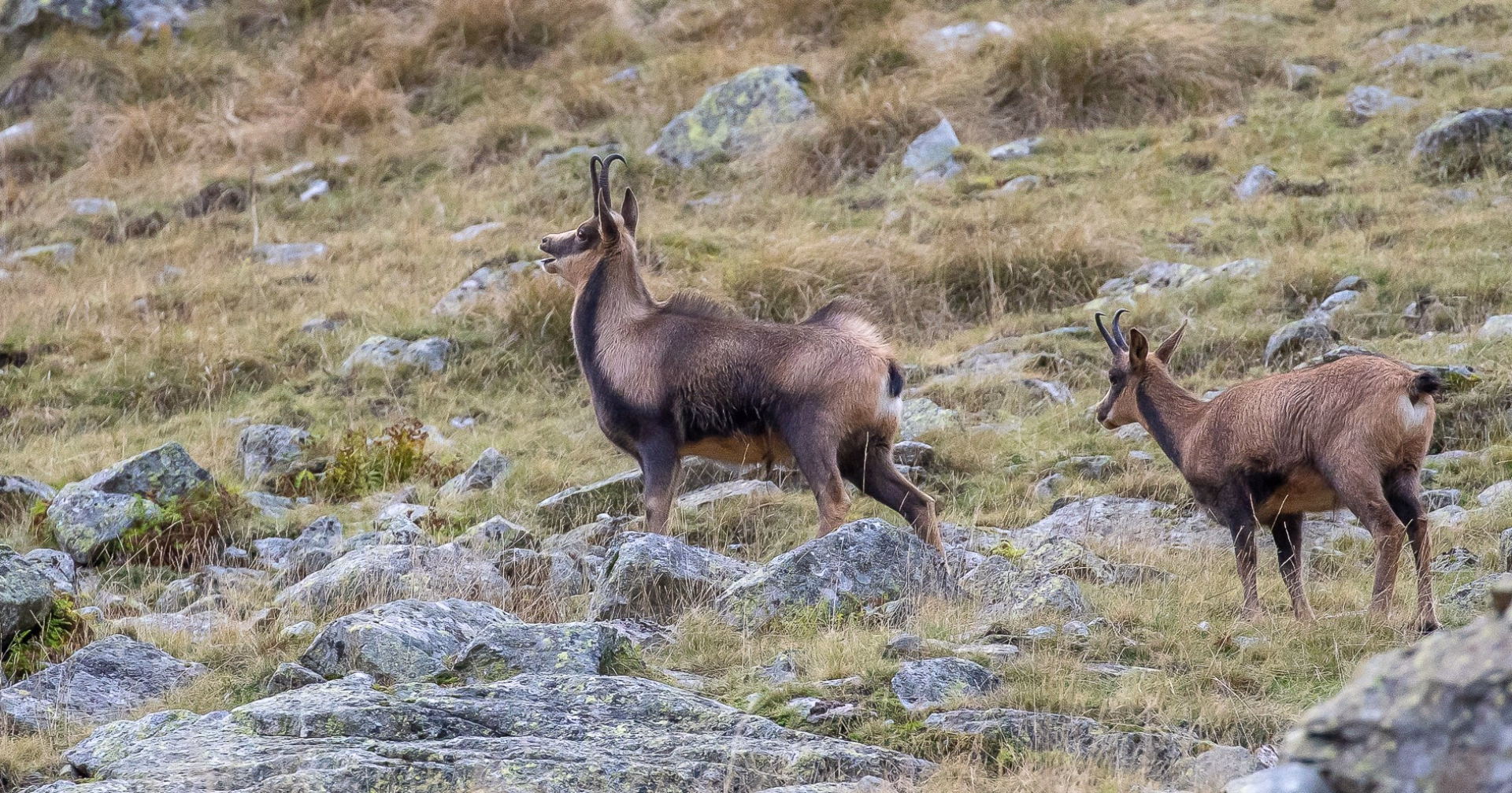 Photo chamois en montagne