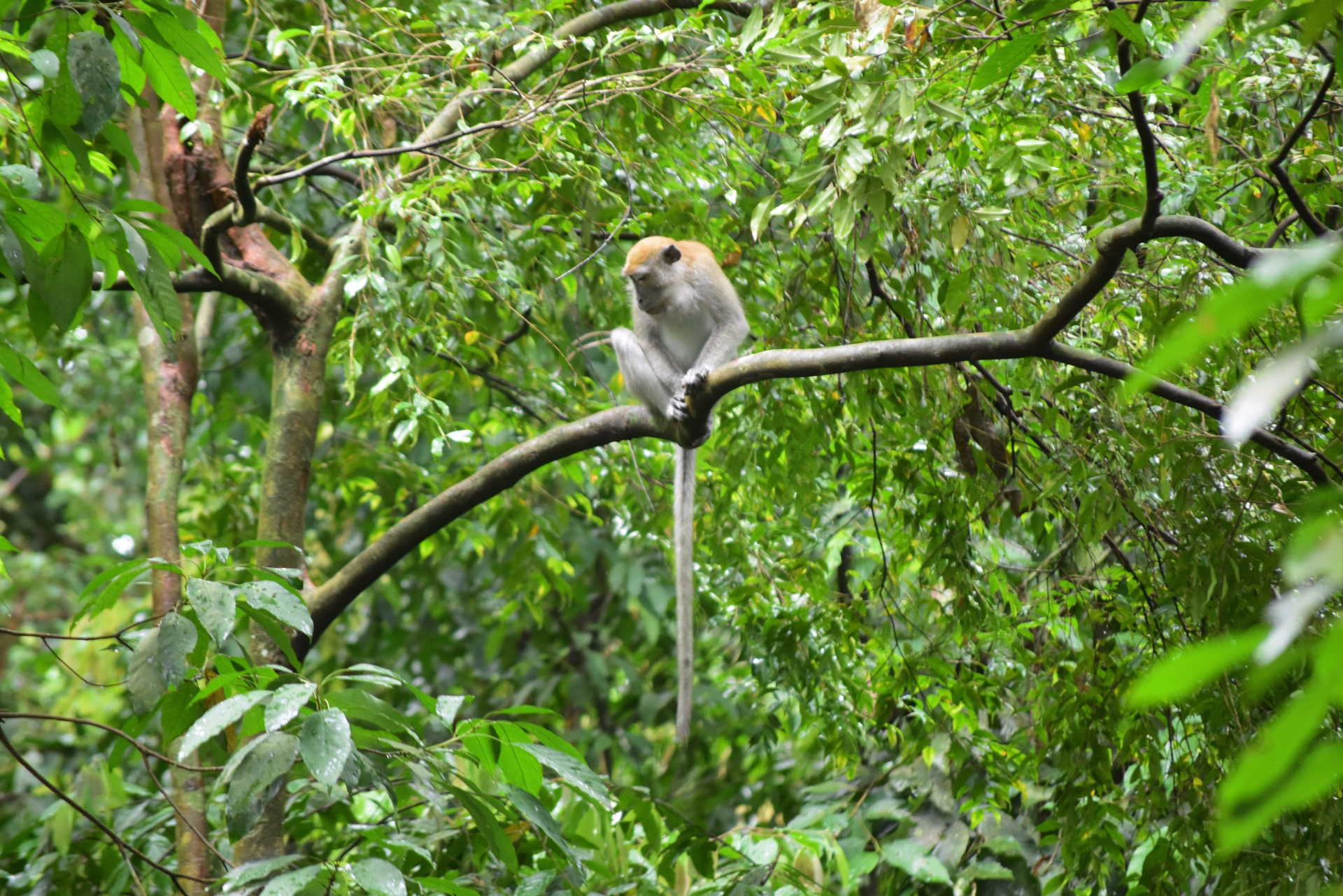 Sumatra Nord en vélo électrique : Lac Toba et jungle de Sumatra