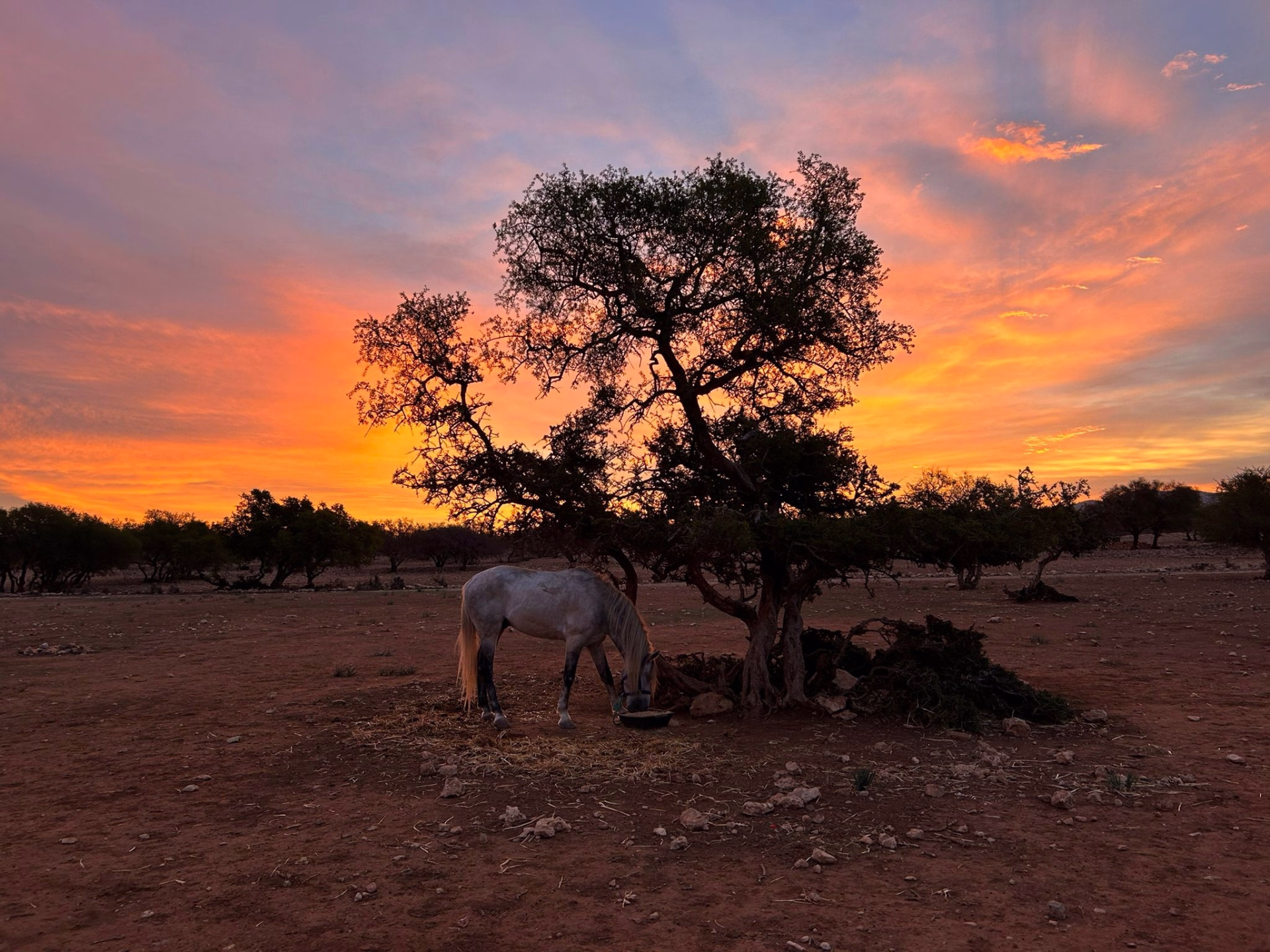 Randonnée équestre au Maroc : la Chevauchée au cœur d'Essaouira