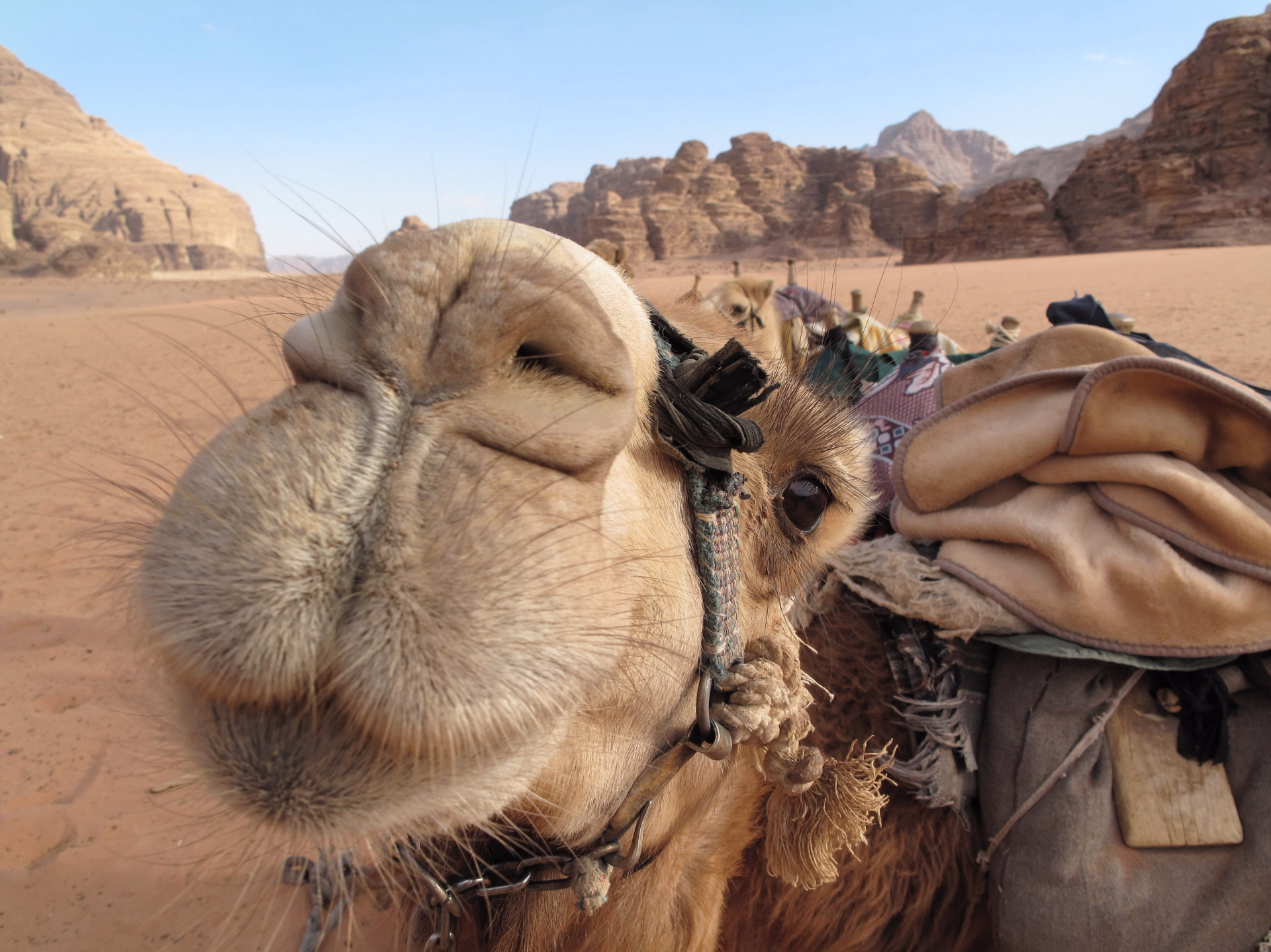 Randonnée à cheval au coeur des trésors de Jordanie