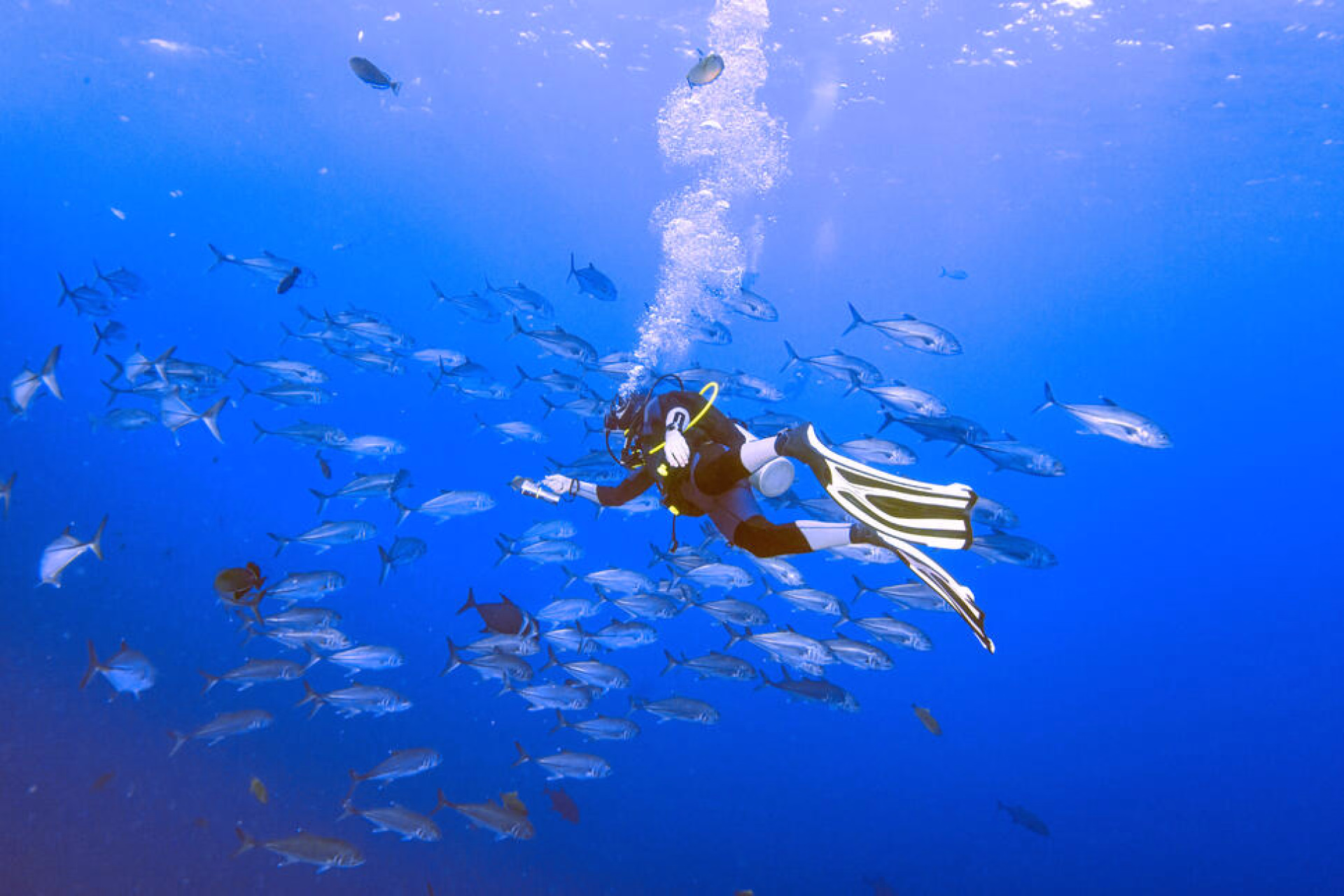 Plongée en Guadeloupe © Plongée en Guadeloupe
