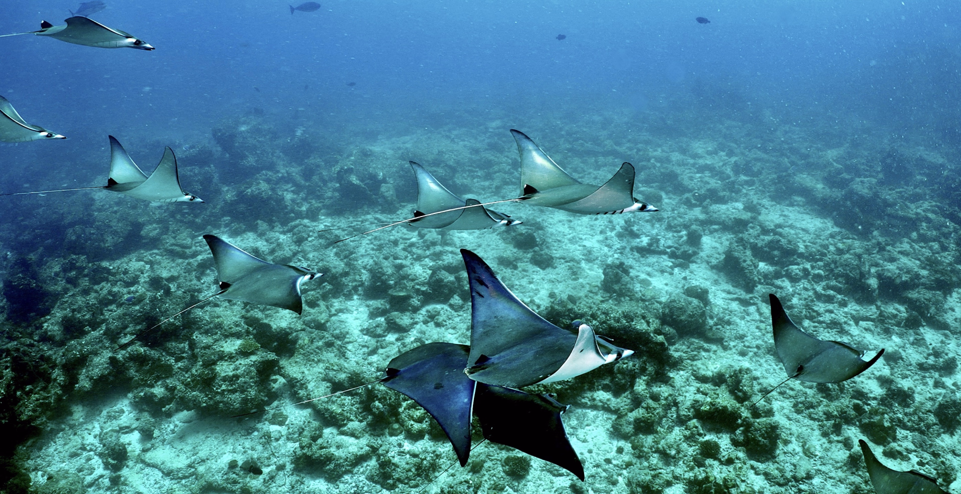 10 plongées aux Maldives sur l’île locale de Himmafushi