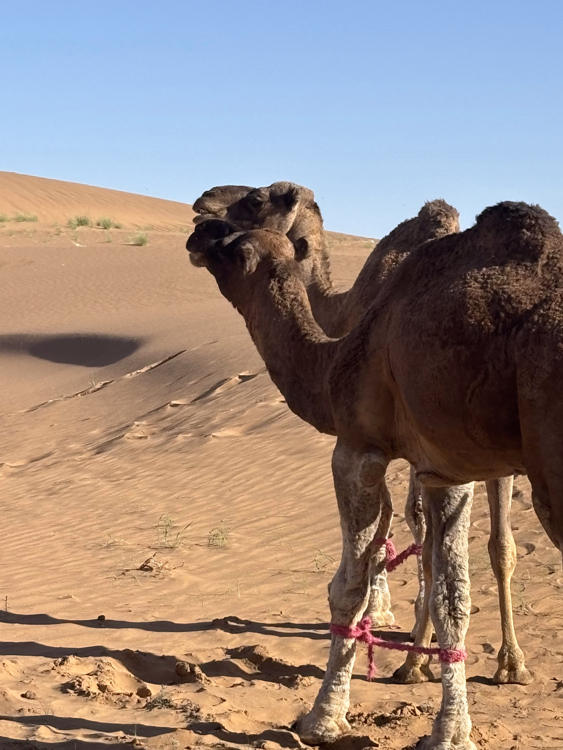 Photo pendant un trek dans le désert marocain