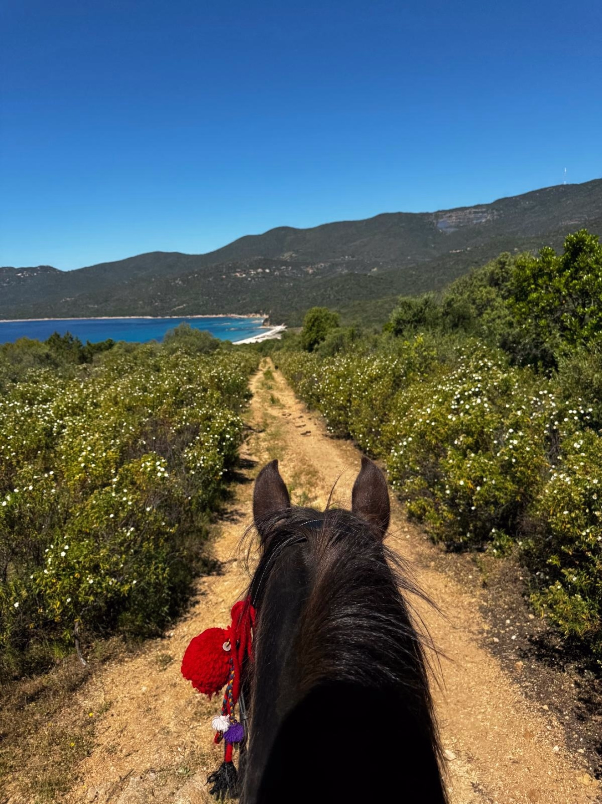 Randonnée équestre en Corse : des crêtes du Taravu au GR20