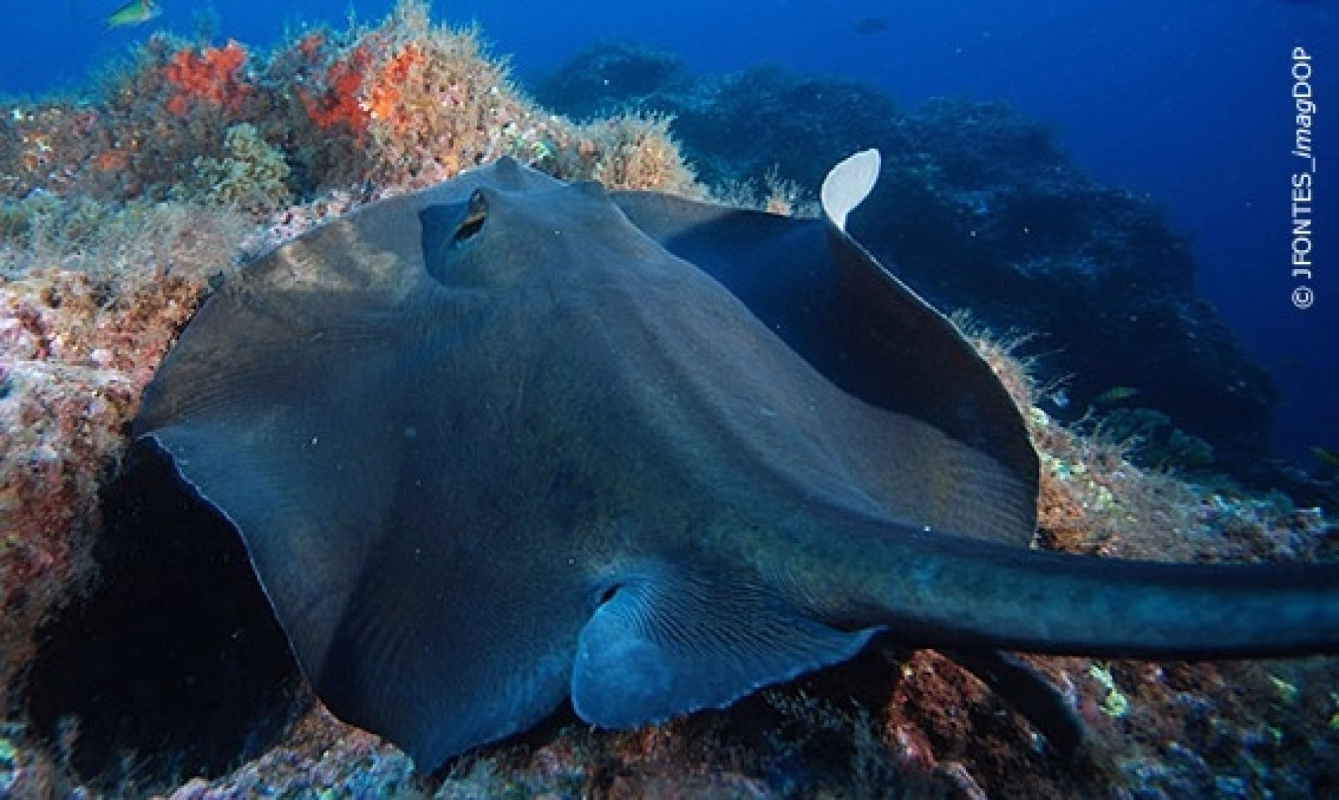 Plongée et observation des baleines aux Açores sur l’île de Faial