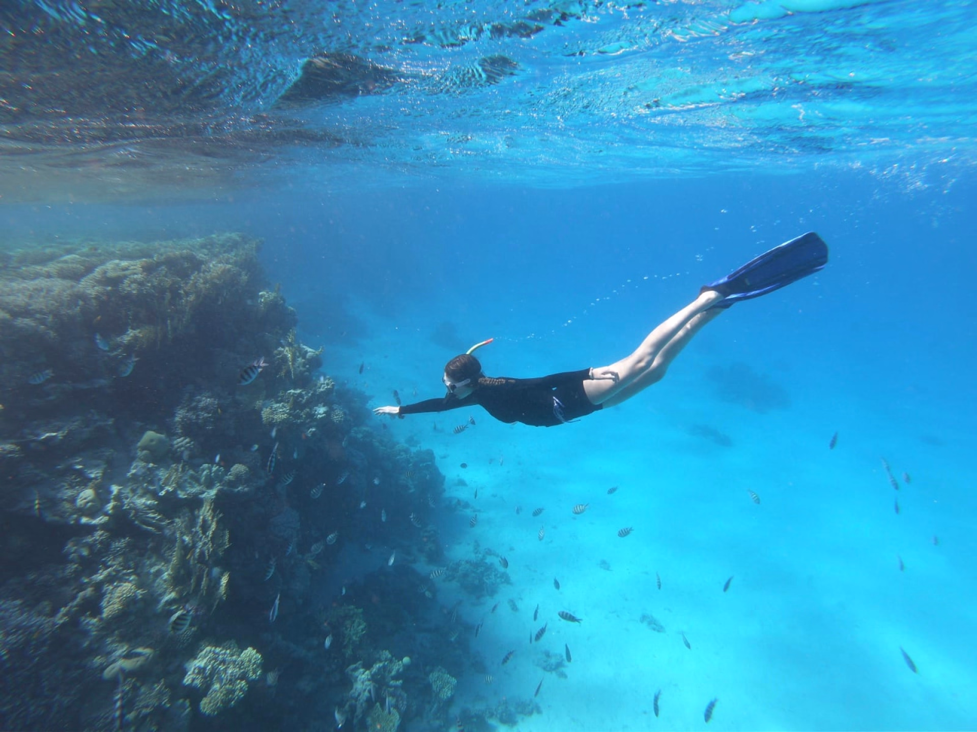 Snorkeling à Safaga en Mer Rouge