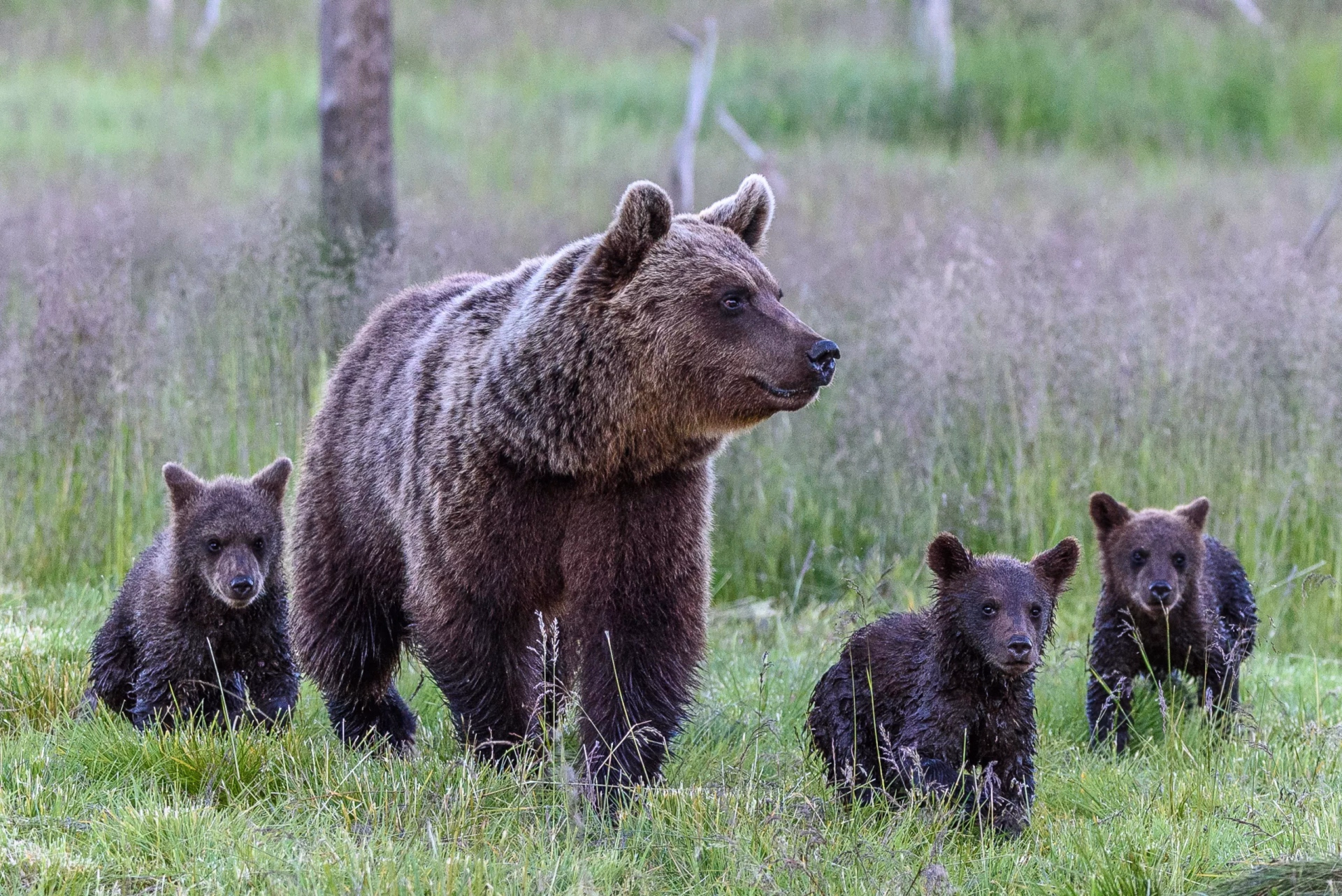Vacances « Wilderness » à la finlandaise !