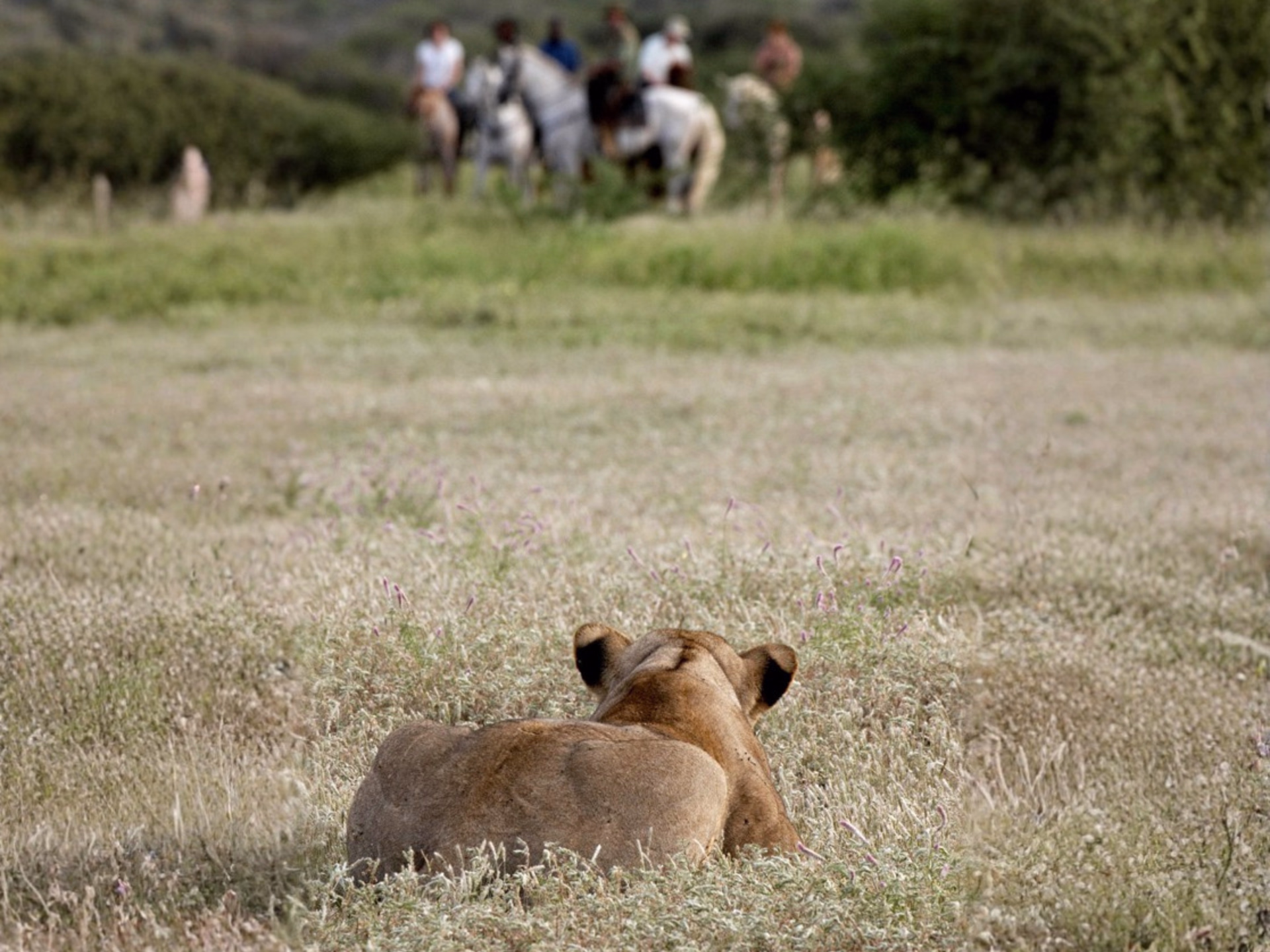 Safari à cheval, de l'Afrique du Sud au Botswana