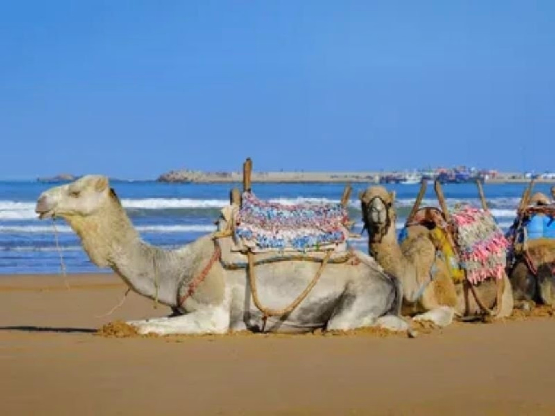 Randonnée de 6 jours le long de la côte atlantique marocaine