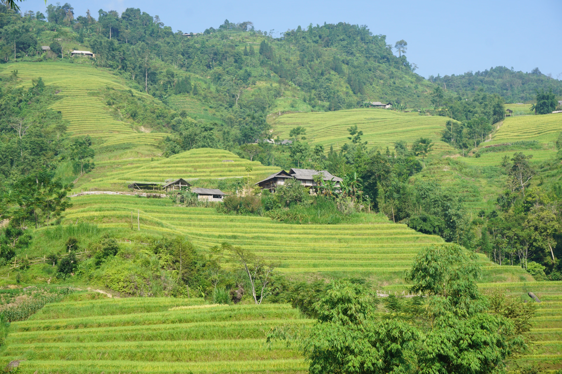 Randonnée au cœur de Hoang Su Phi