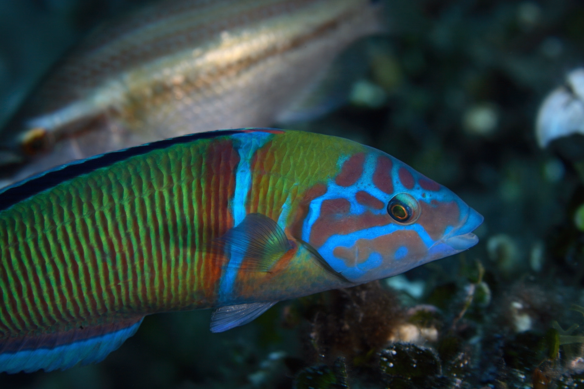 L'ile d'Elba sous la mer