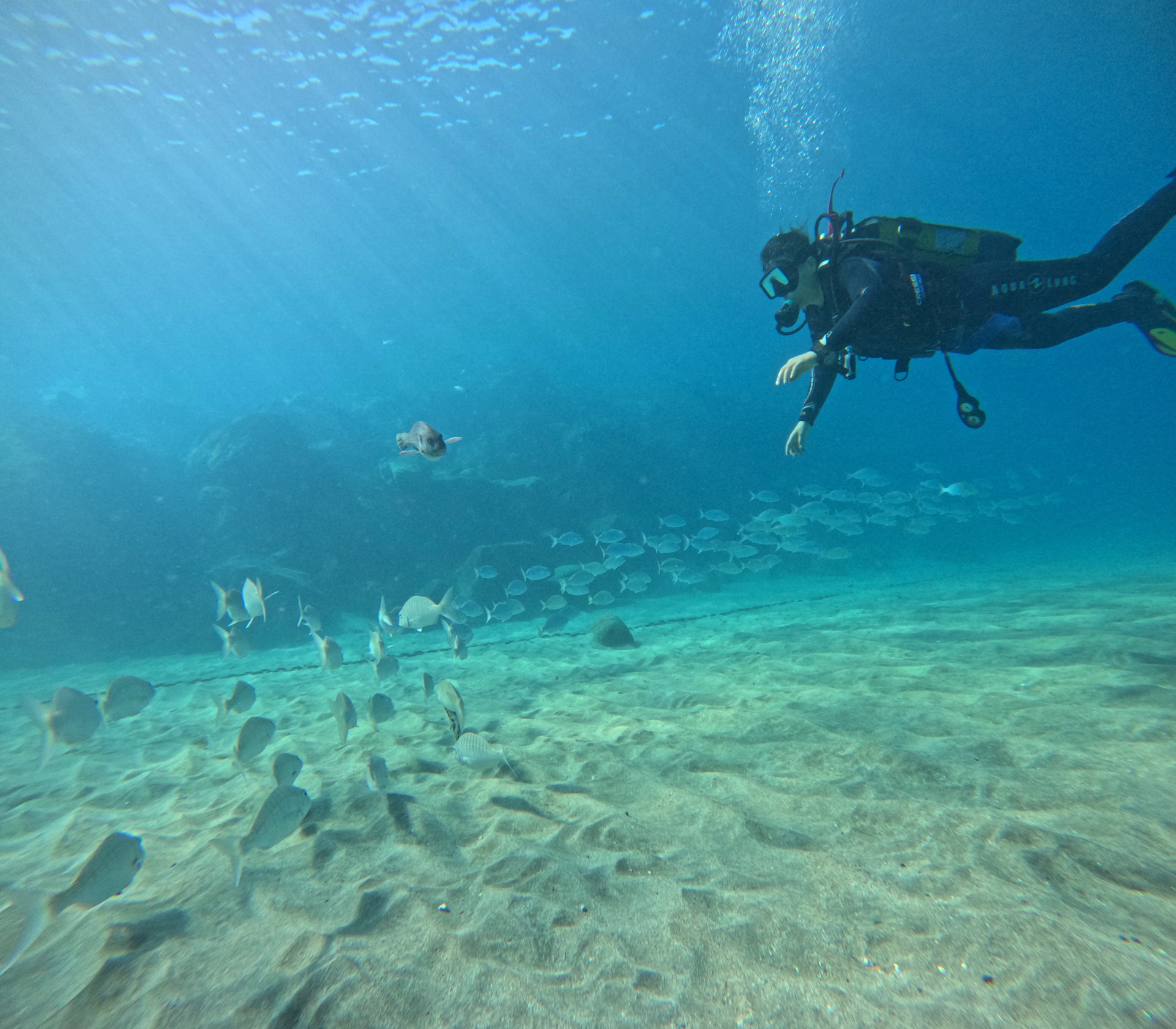 Formation courte PADI Open Water Diver à Tenerife