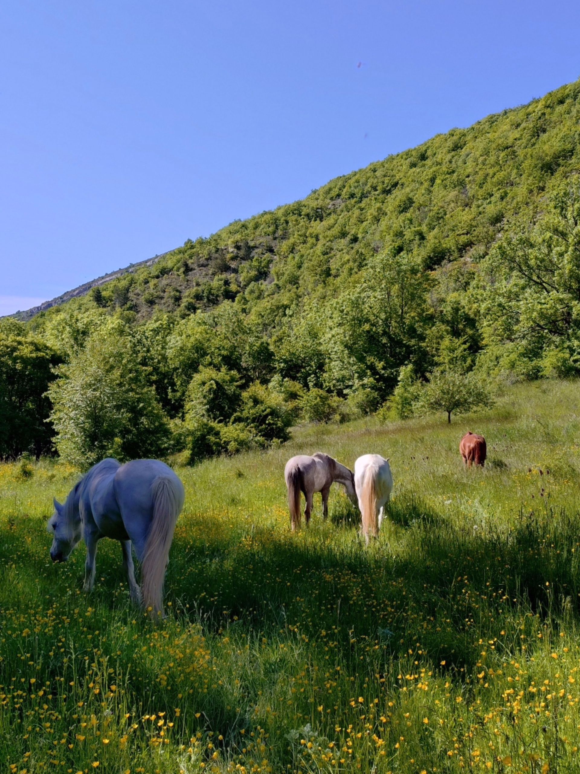 Randonnée équestre en yourte au cœur des Baronnies Provençales