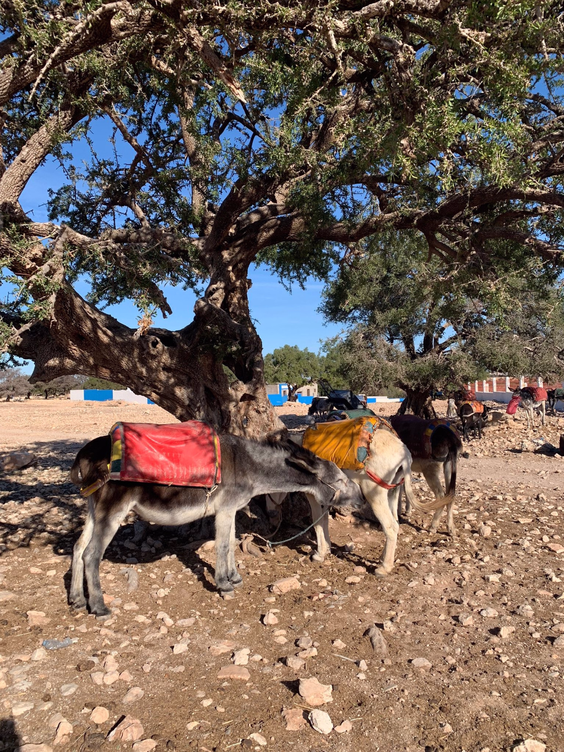 Yoga, Pilates et nouvelles énergies sous le soleil d'Essaouira