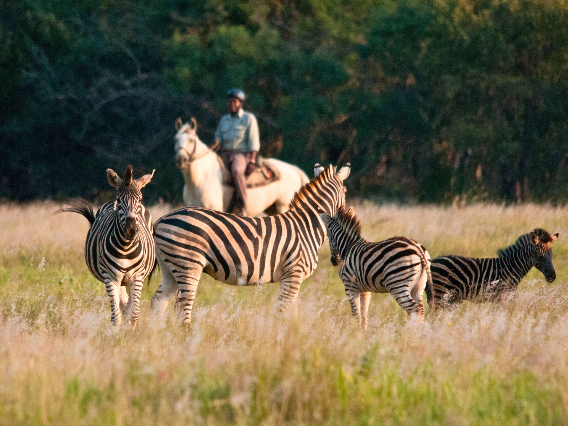 Safari à cheval, de l'Afrique du Sud au Botswana