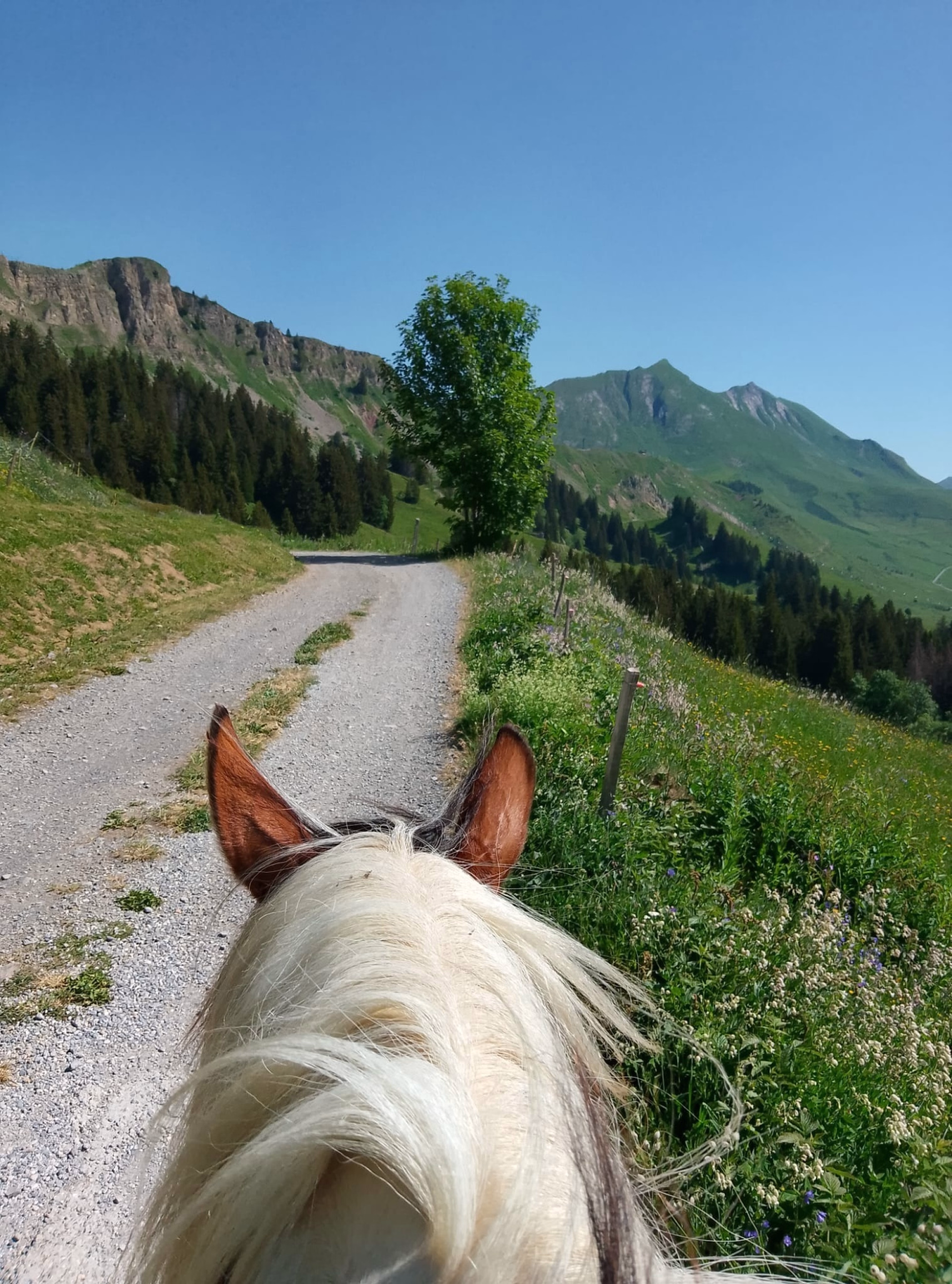 Séjour cheval et bien être dans les Aravis