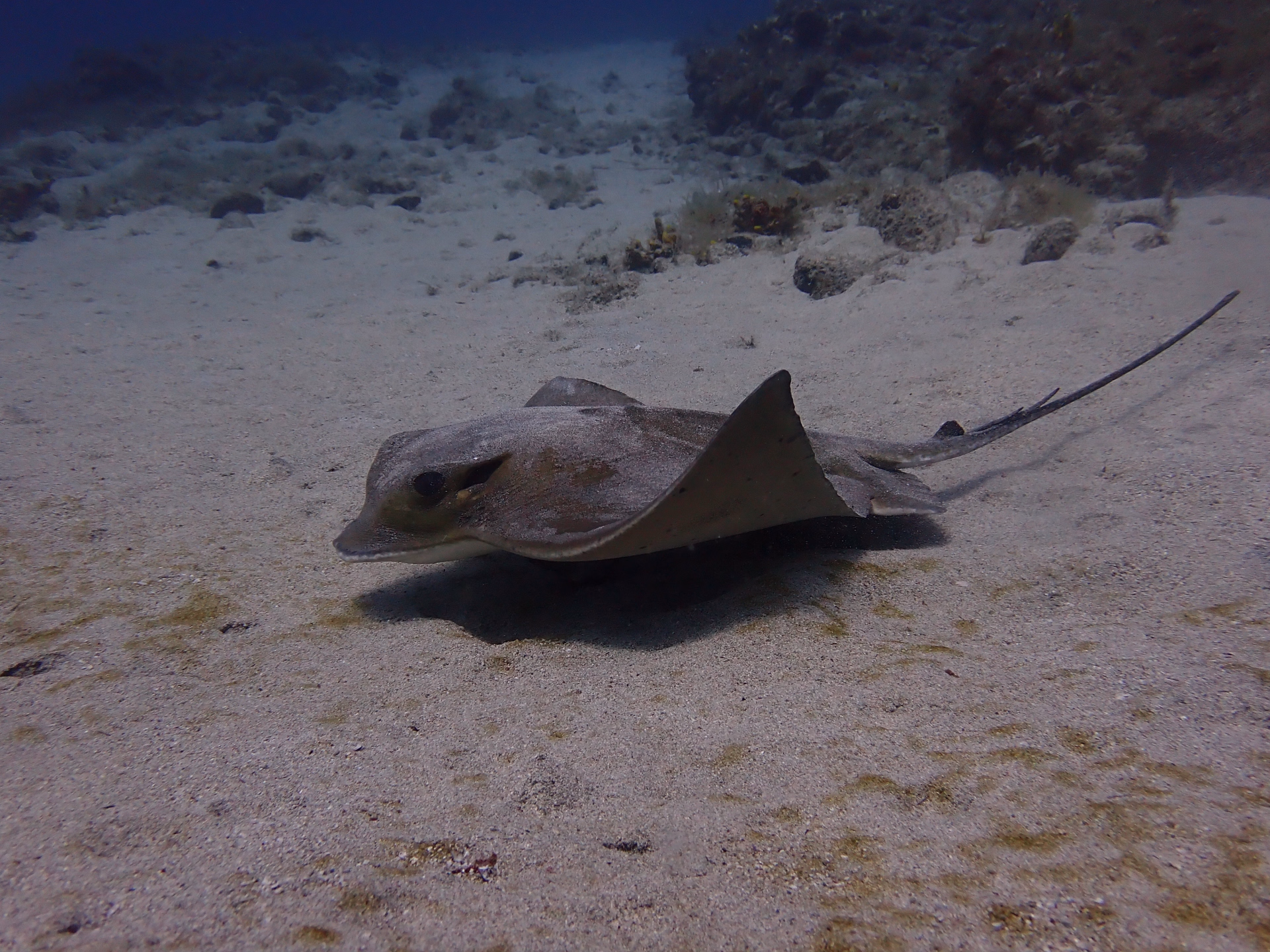 Découvrir la plongée au musée sous marin de Lanzarote